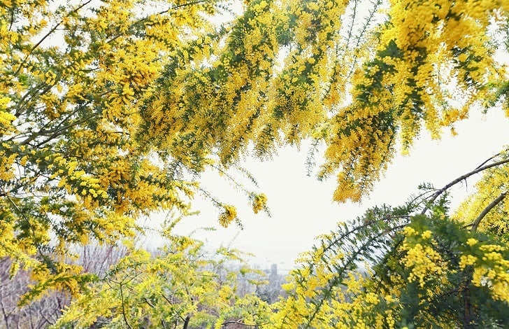 テラスからのミモザと神戸の街並み