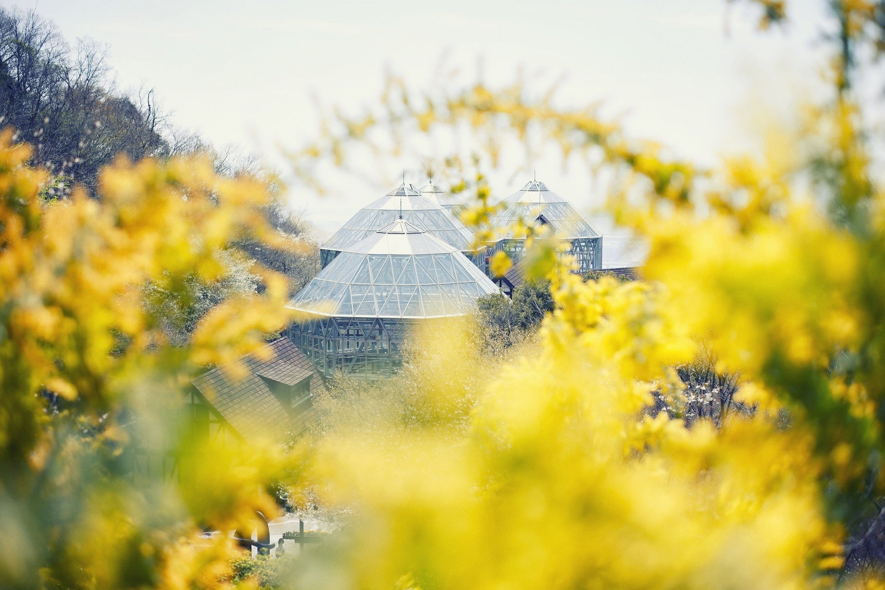 ミモザで映え写真