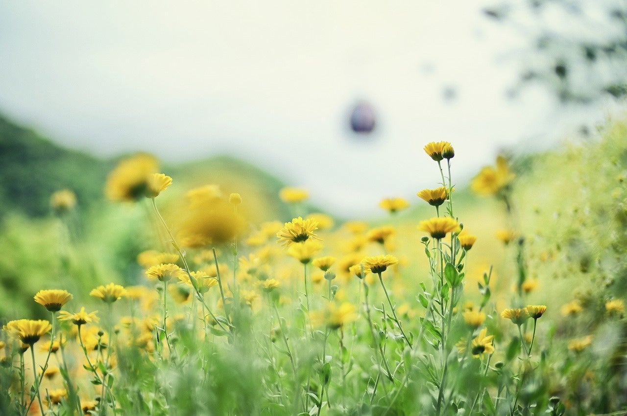ポットマリーゴールド　風の丘フラワー園