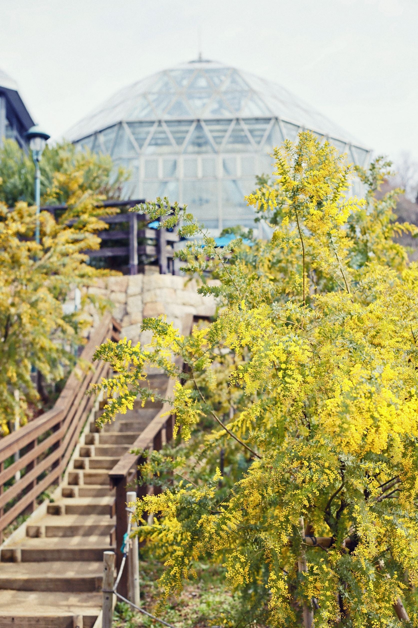 ミモザ　グラスハウス・テラス