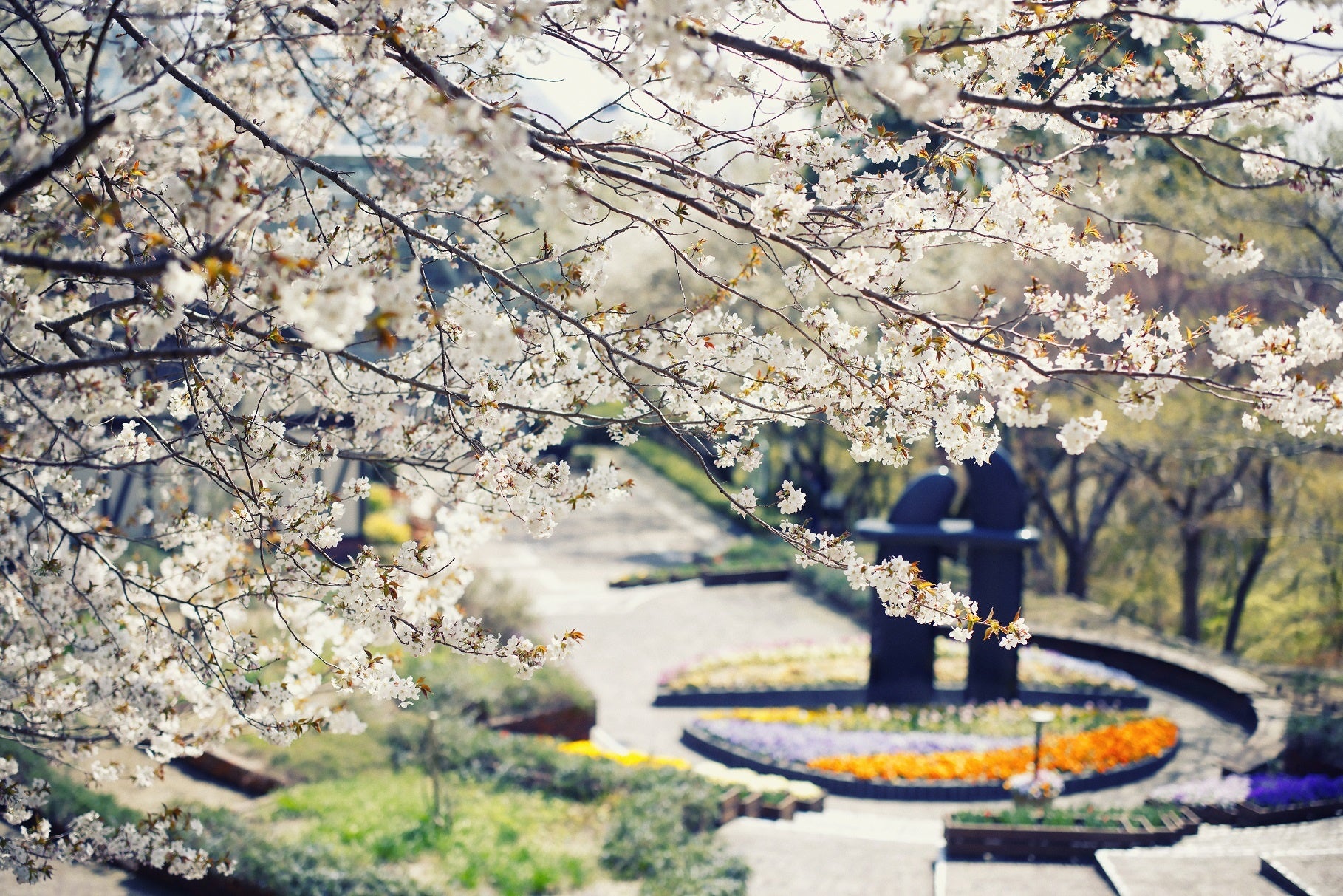 山桜　園内各所
