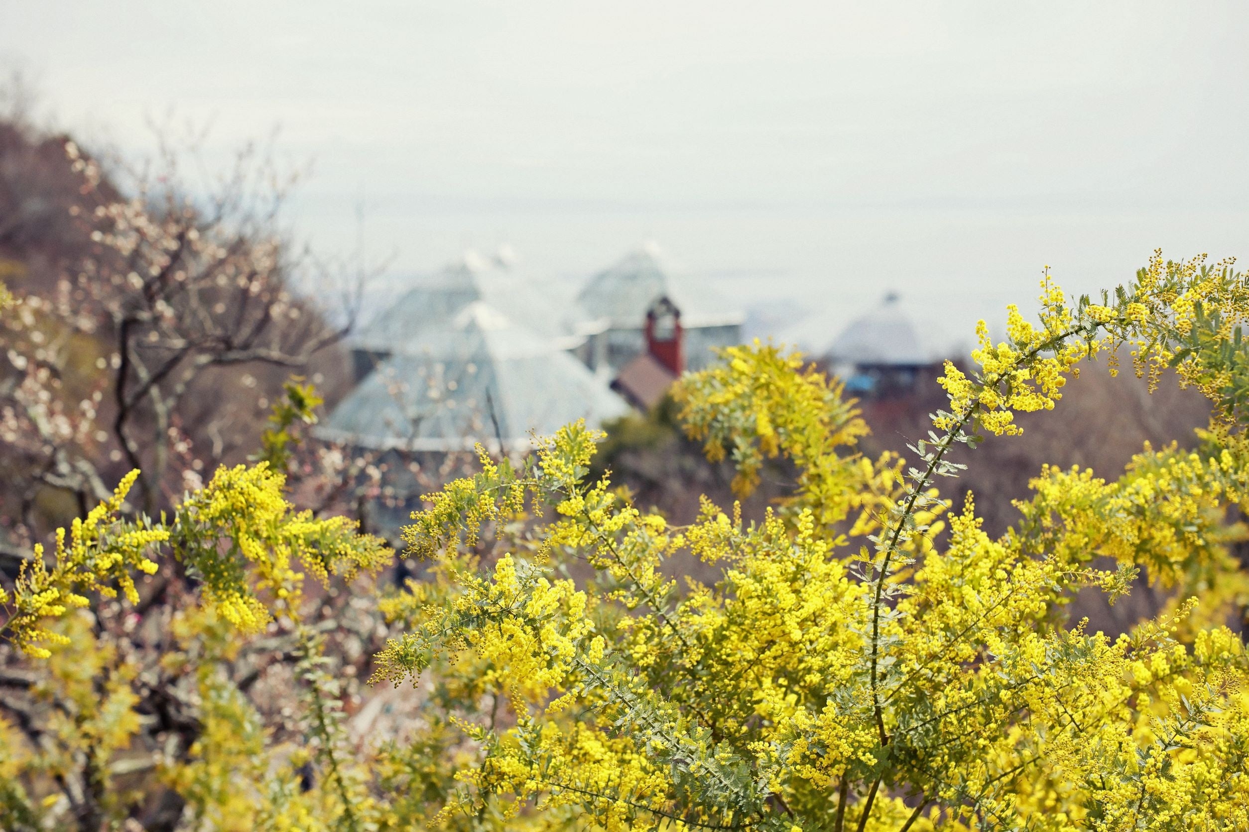 ミモザと神戸の街並み