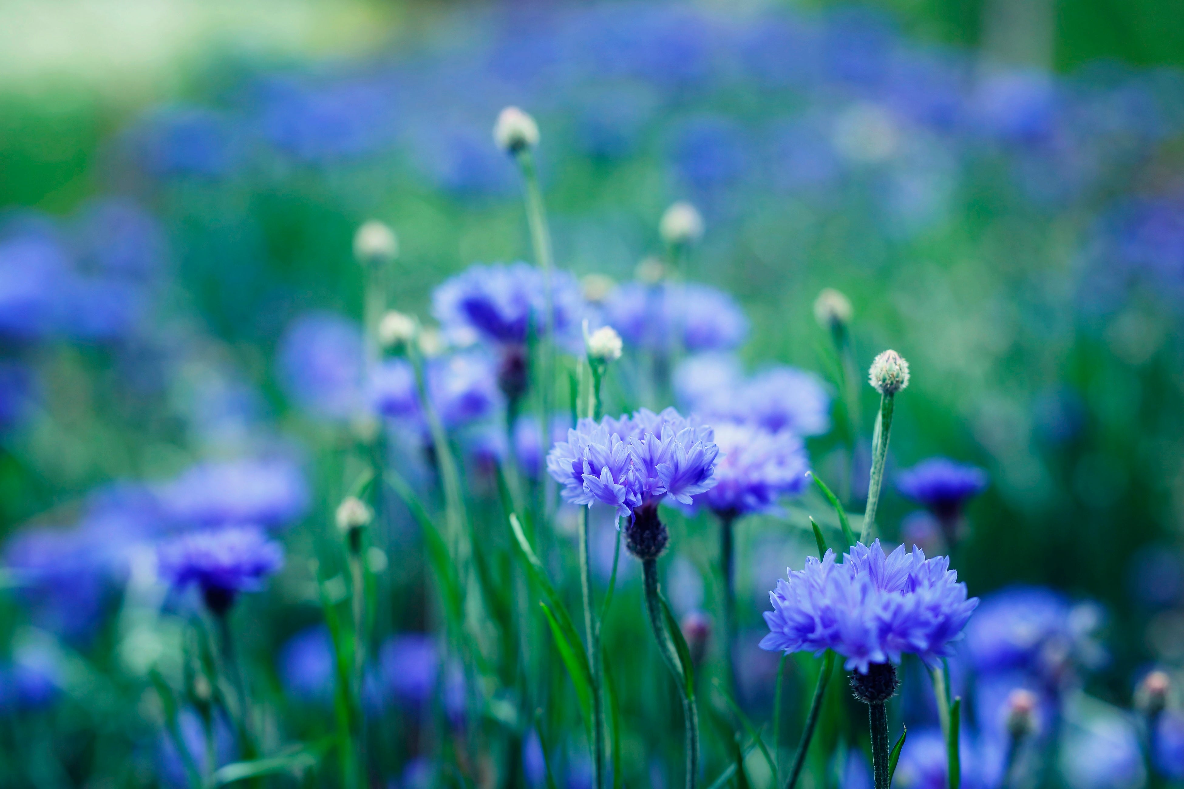 コーンフラワー　四季の庭-よろこびの-庭