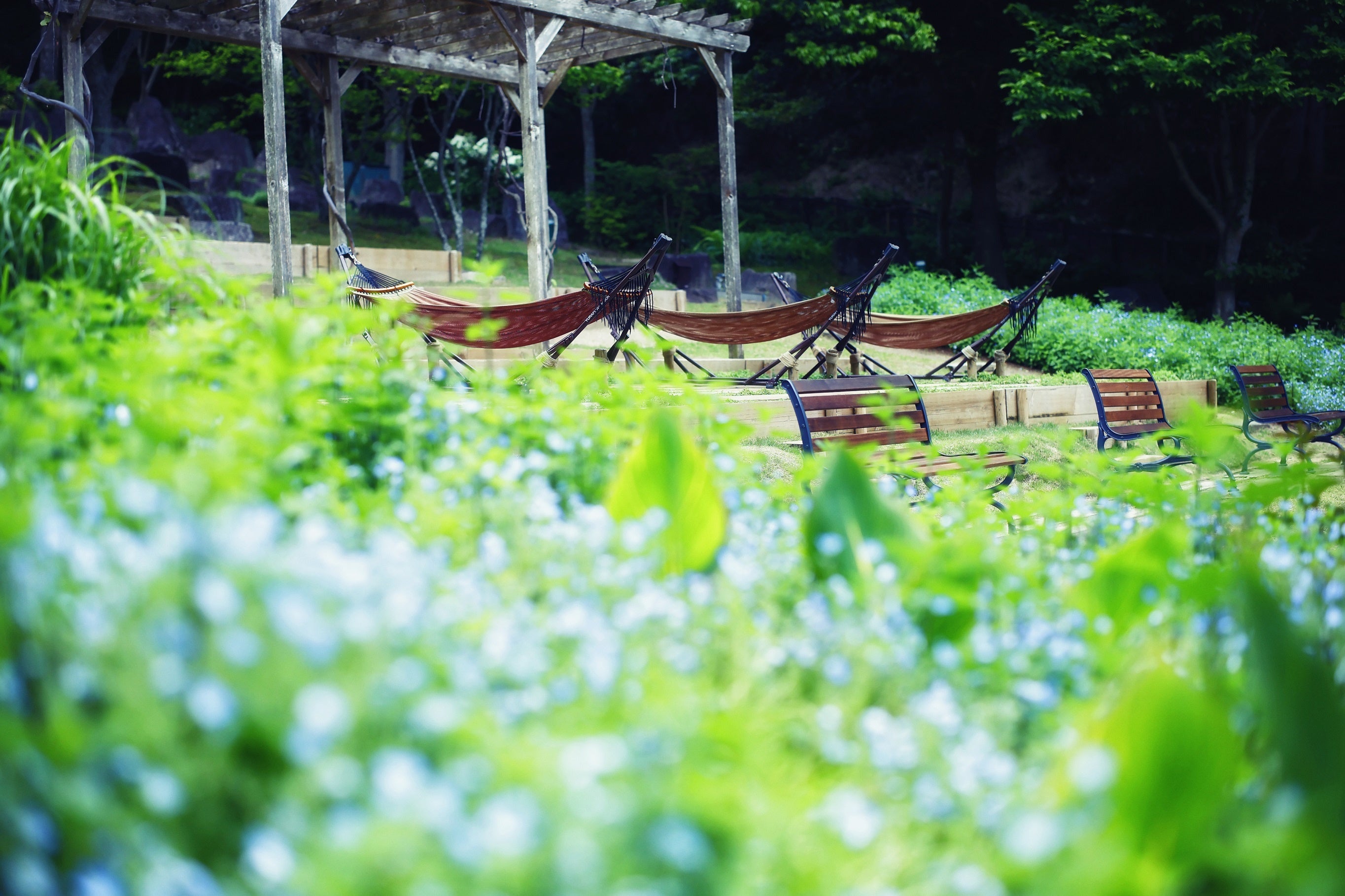 ネモフィラ_5月上旬-下旬