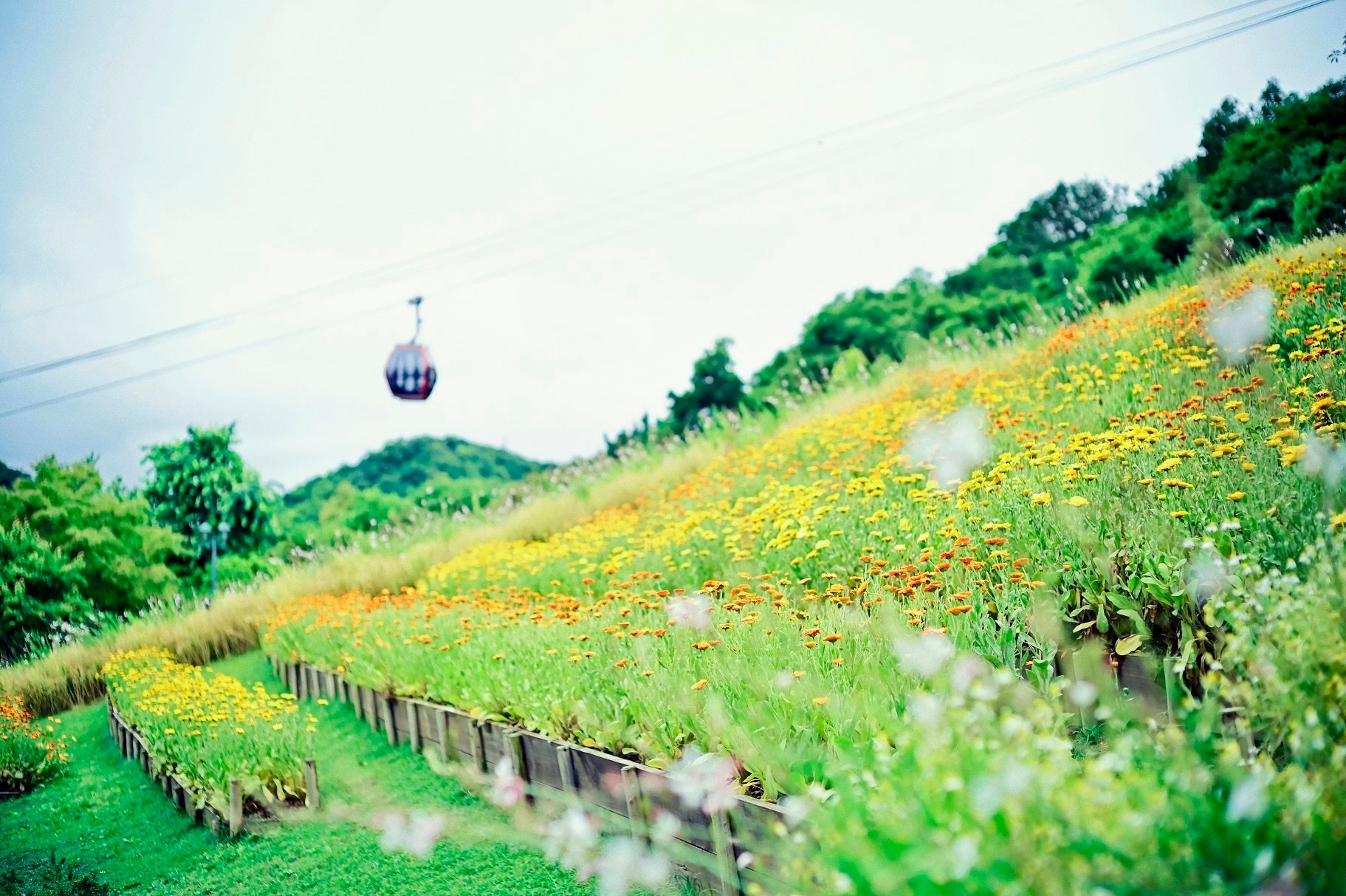ポットマリーゴールド４月下旬～６月上旬