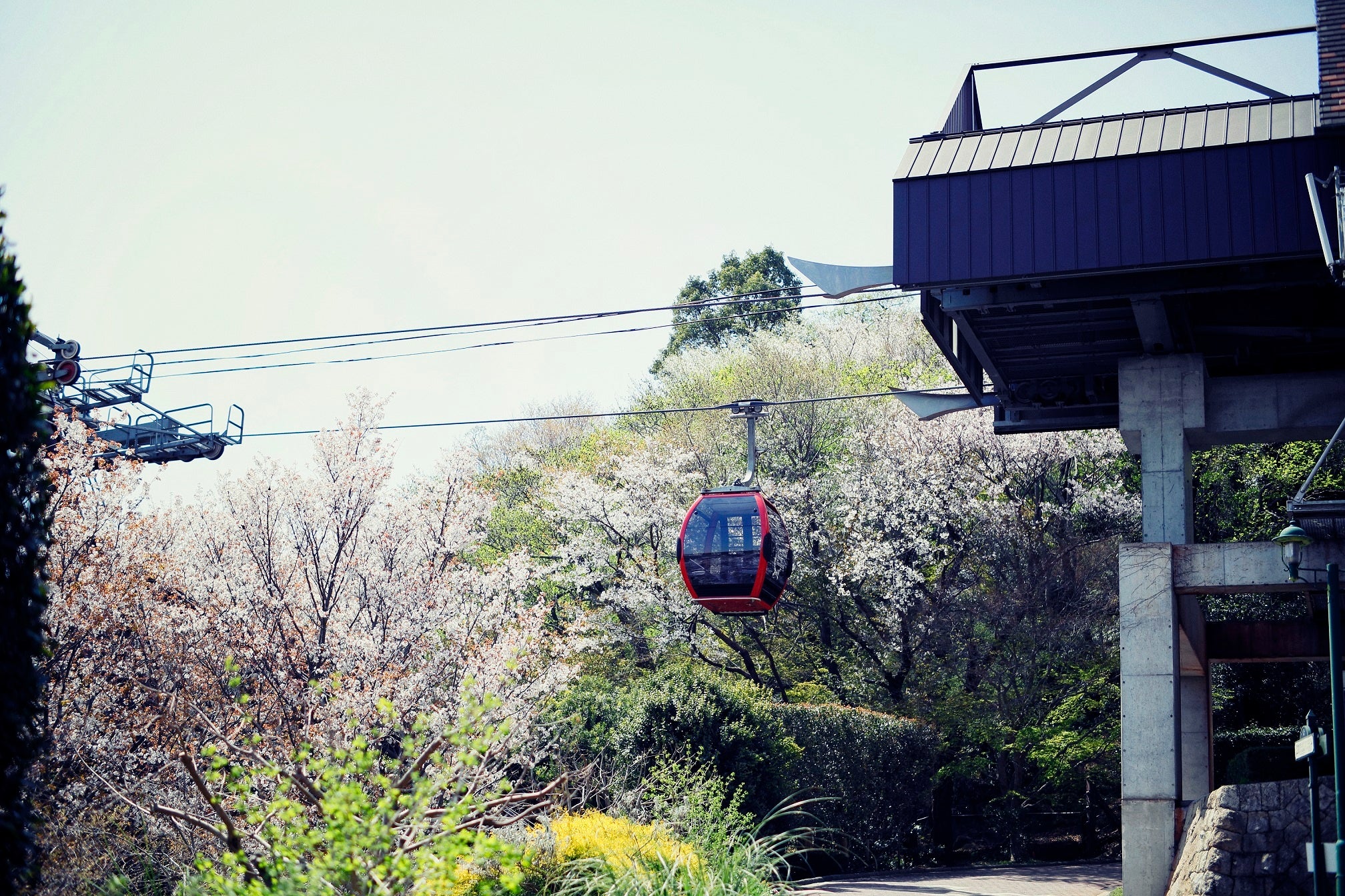 山桜とロープウェイ