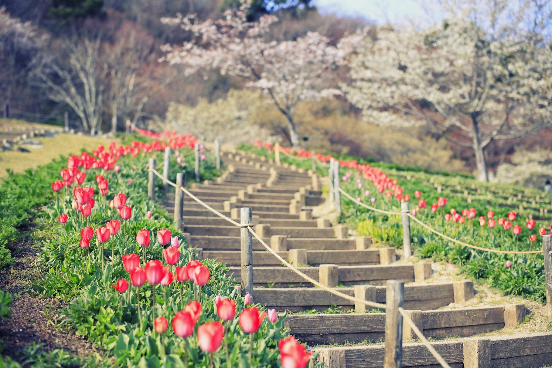 山桜とチューリップ
