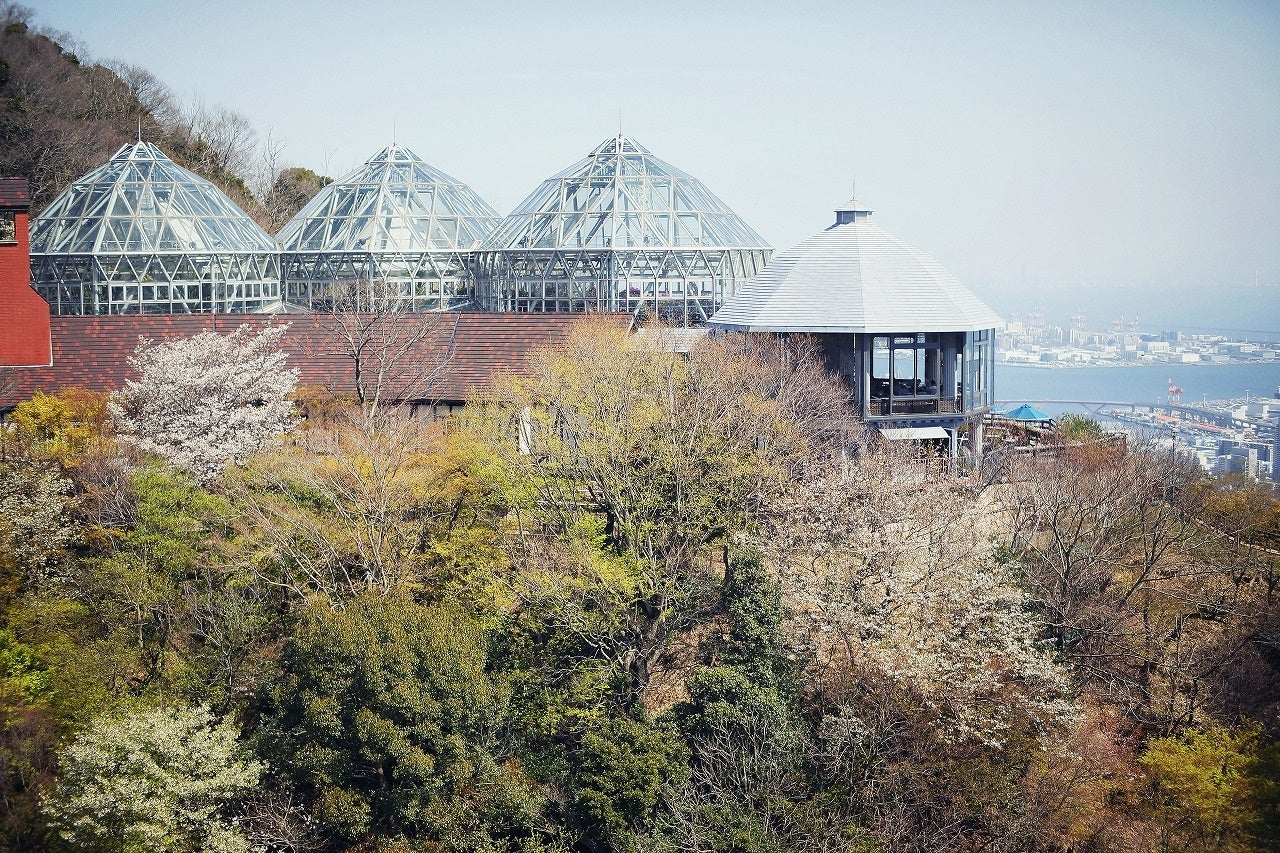 山桜とザ・ヴェランダ神戸（カフェラウンジ／テラス））