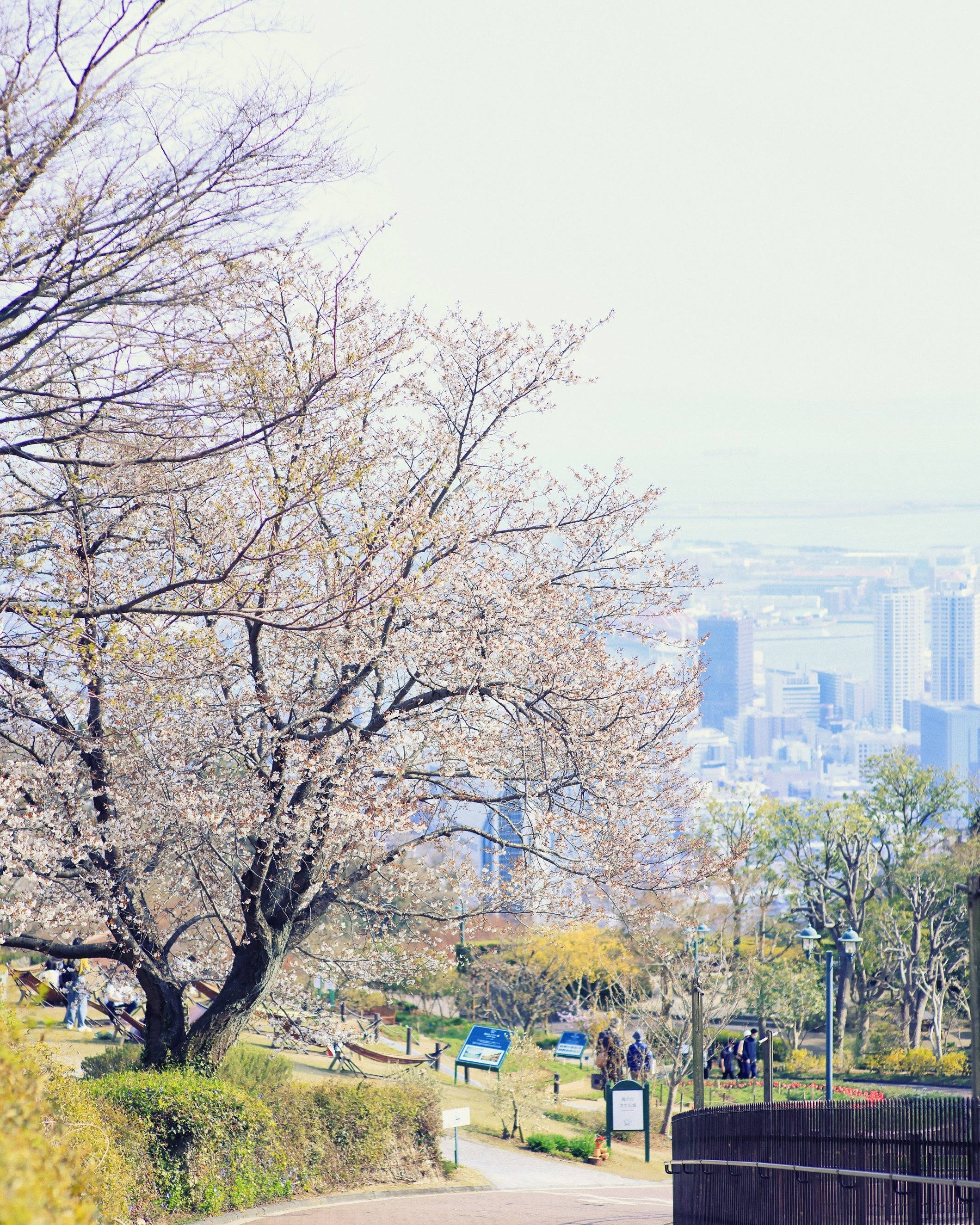 山桜と神戸の景色（風の丘エリア）