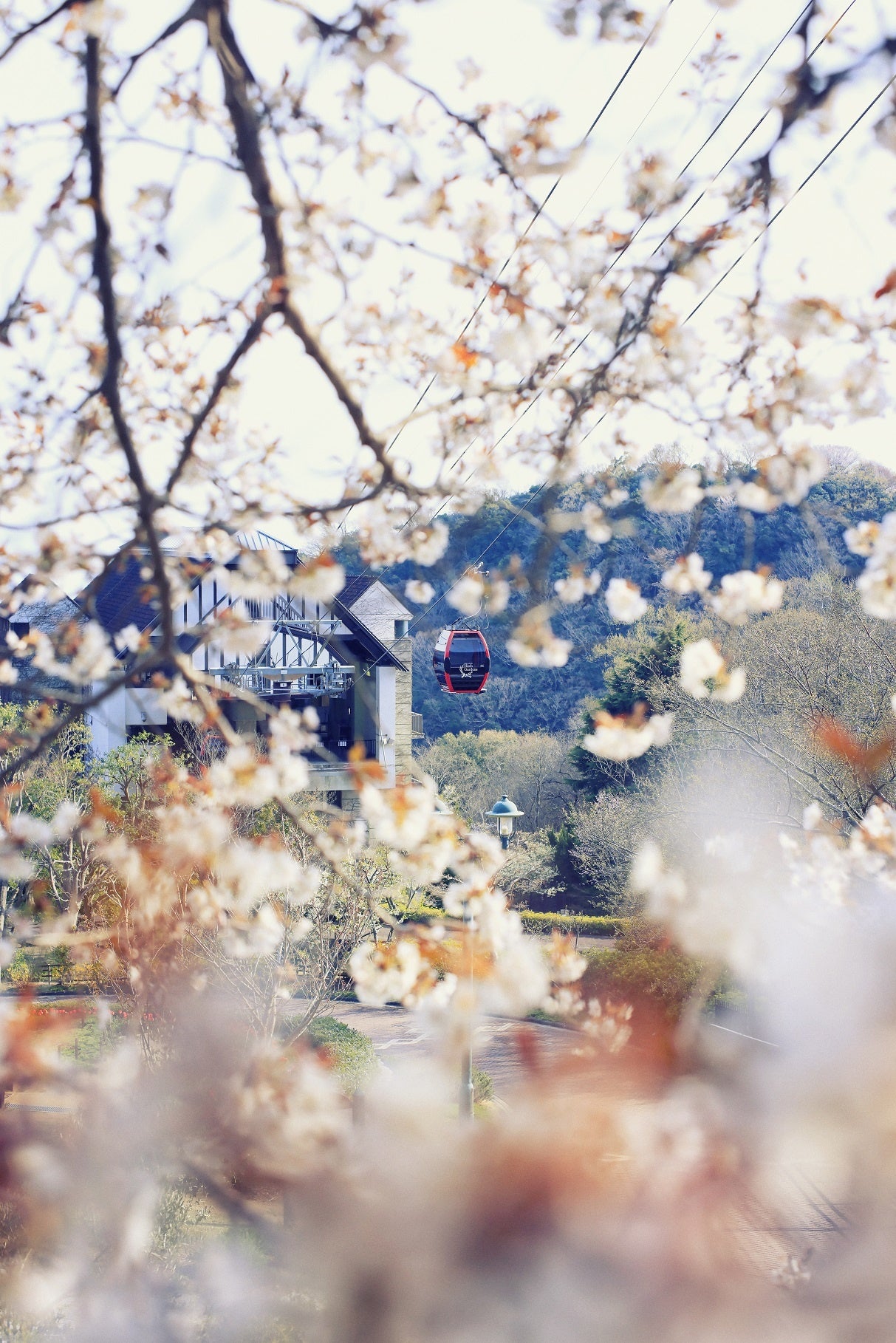 山桜とロープウェイ