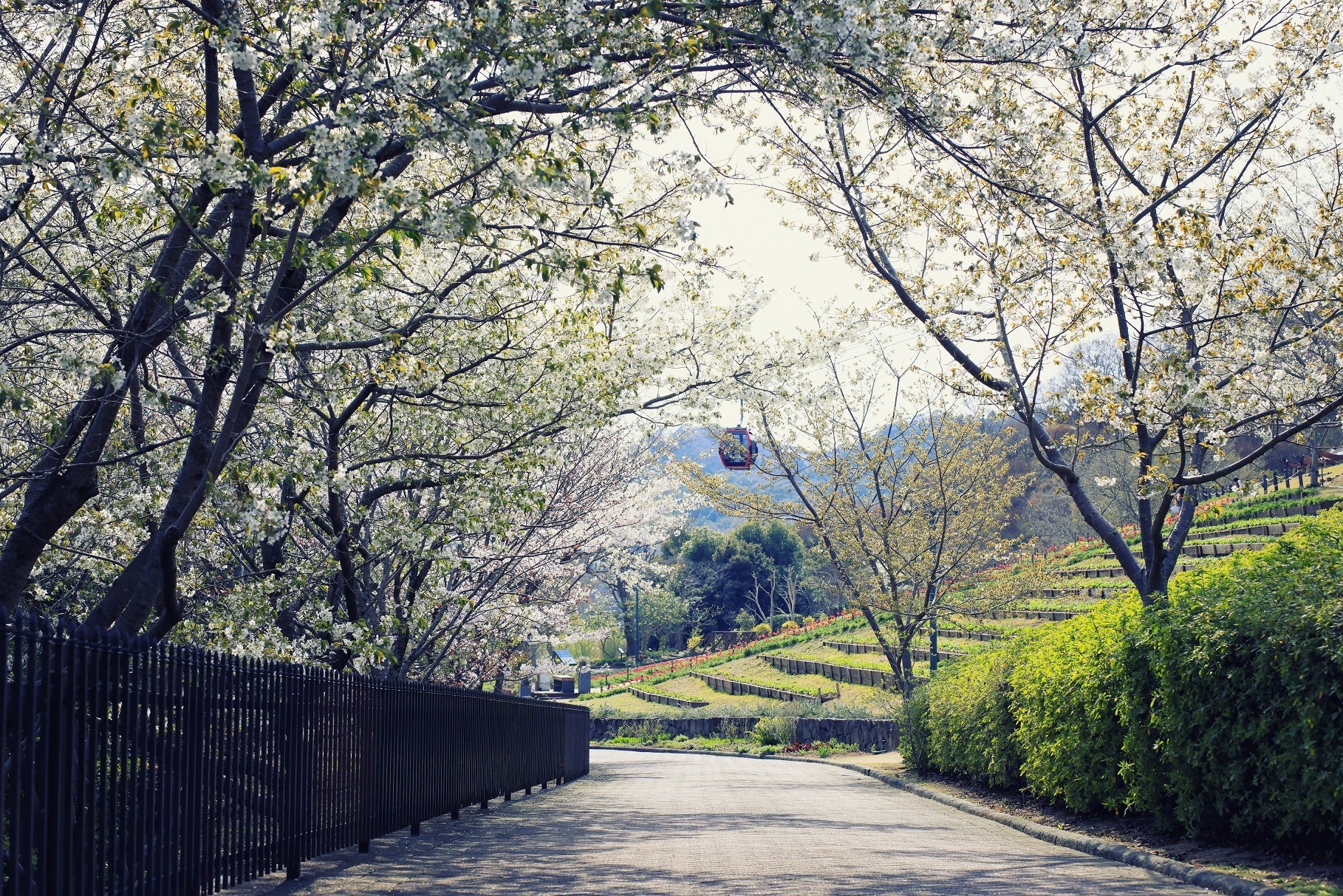 山桜のトンネル（風の丘エリア）