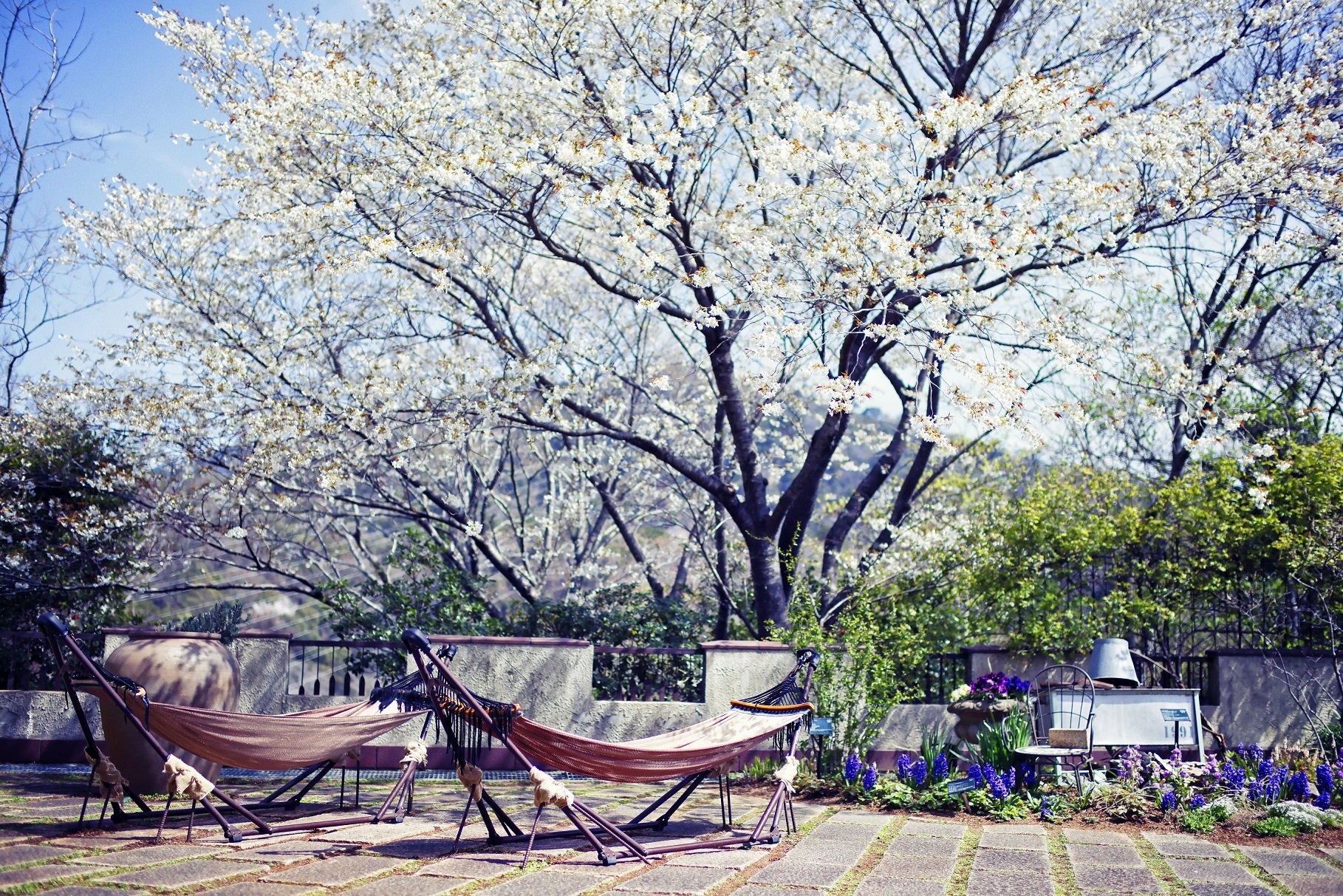 山桜とハンモック（展望エリア）