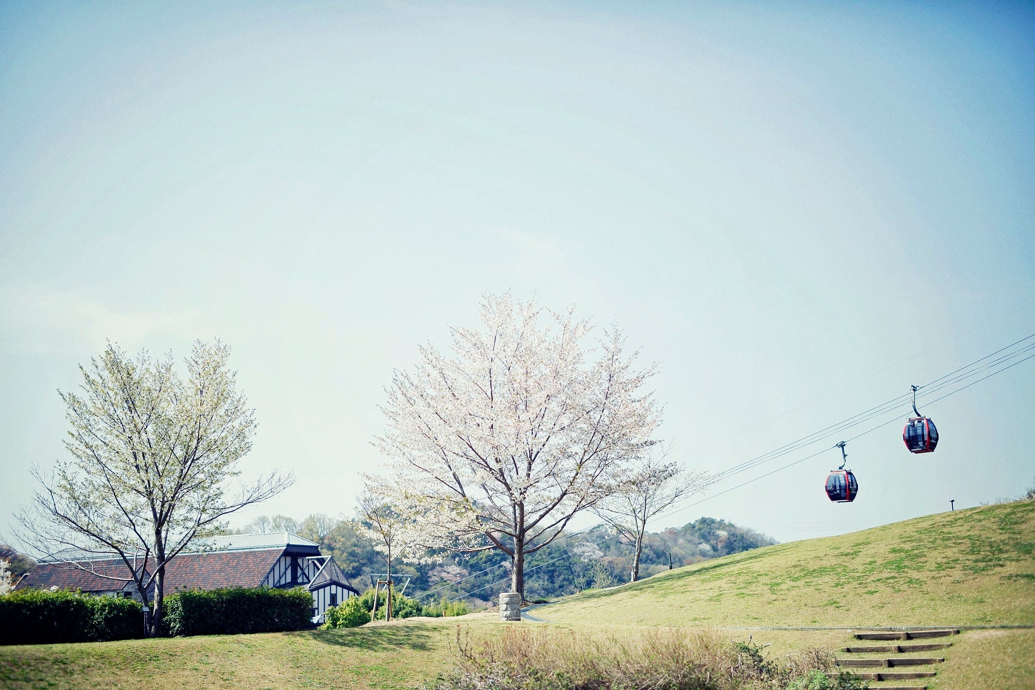 山桜と芝生広場（風の丘エリア）