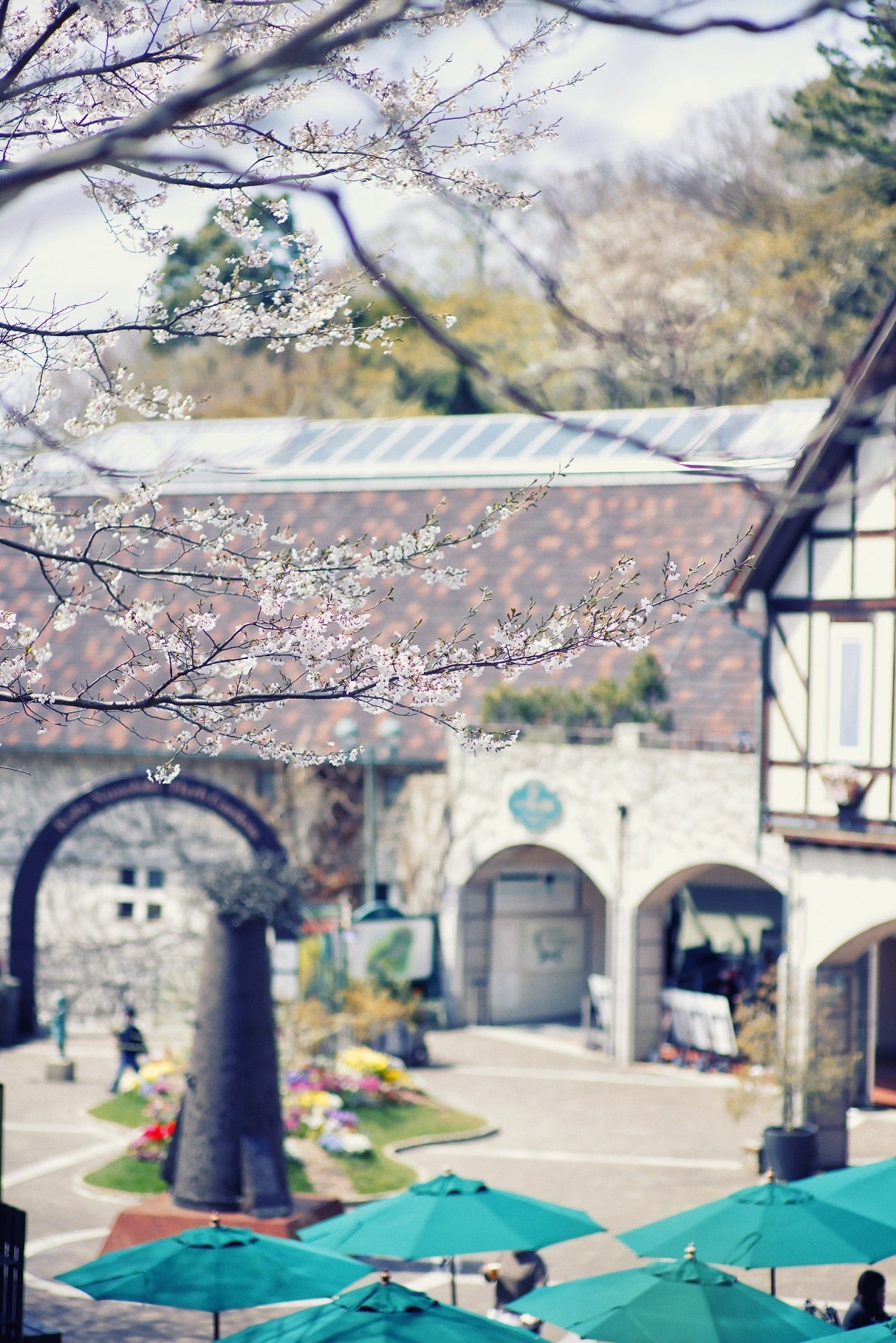山桜と古城の広場（展望エリア）