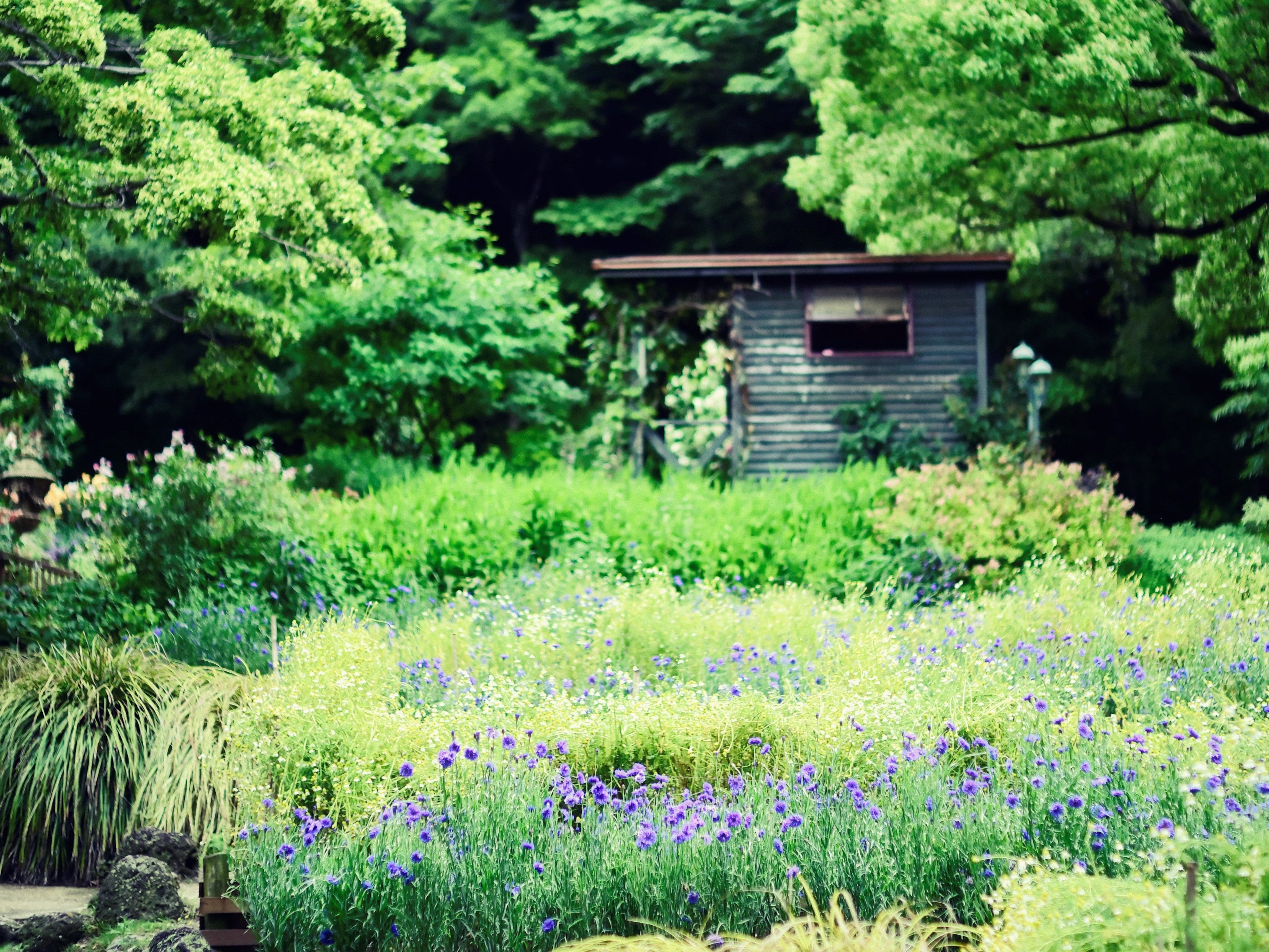 四季の庭（ジャーマンカモミール）