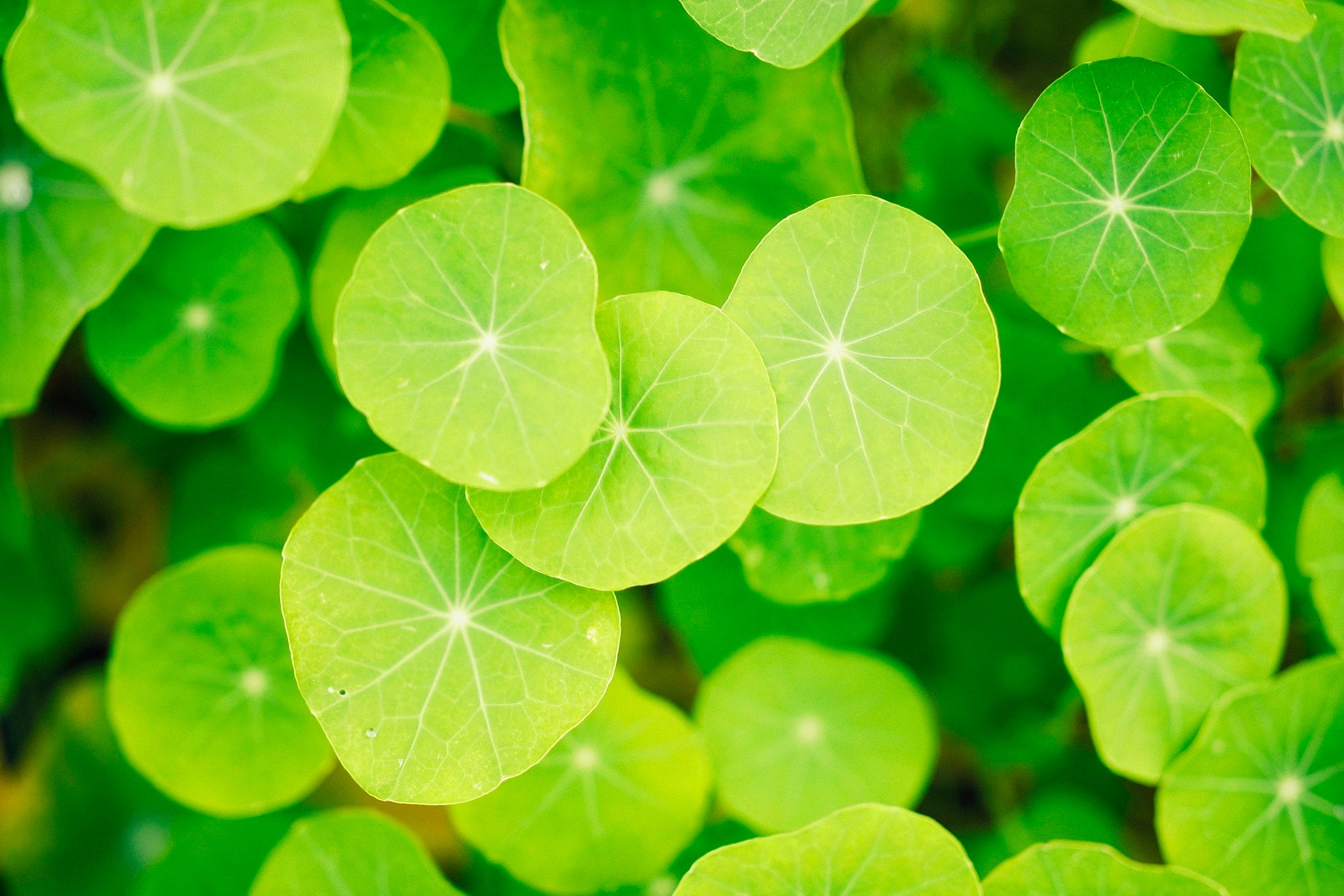 四季の庭（ナスタチウム）