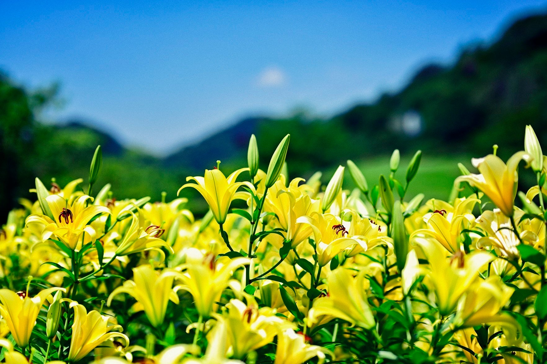 鮮やかな黄色、ピンクのユリが一面に彩る初夏の花畑。山上のリゾート”神戸布引ハーブ園”では「ユリ(オリエンタルリリー)」がまもなく見ごろです ...