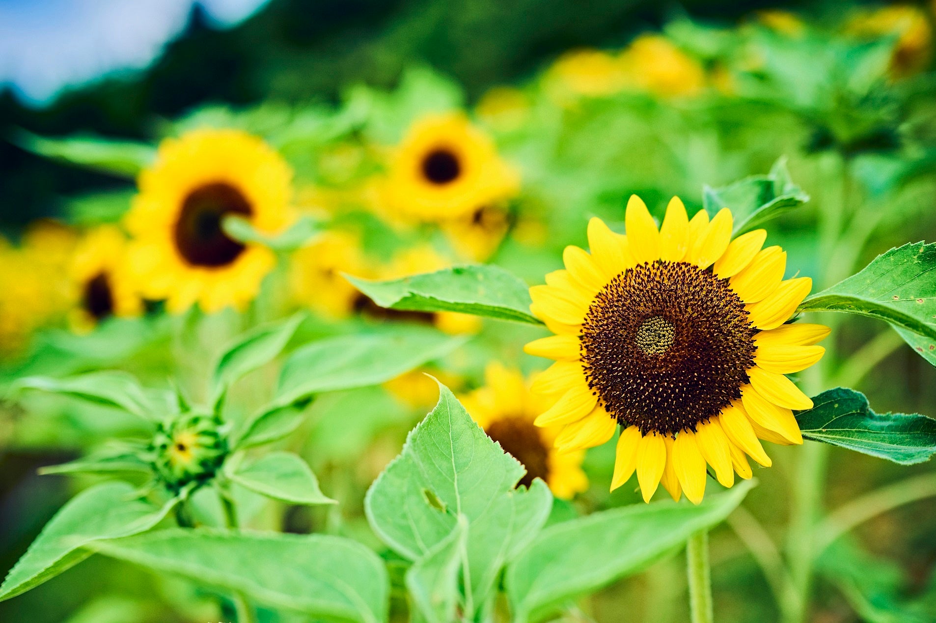 ヒマワリ・F1サンリッチオレンジ