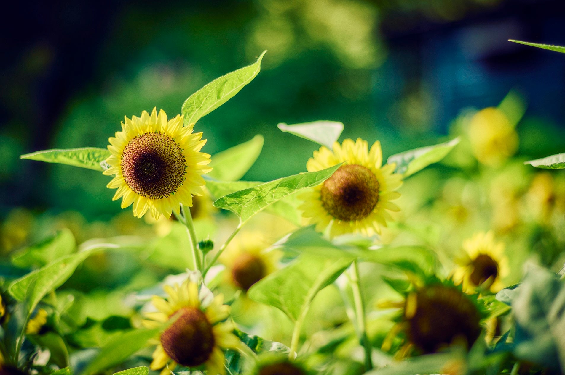 ヒマワリ・F1サンリッチバナナ50