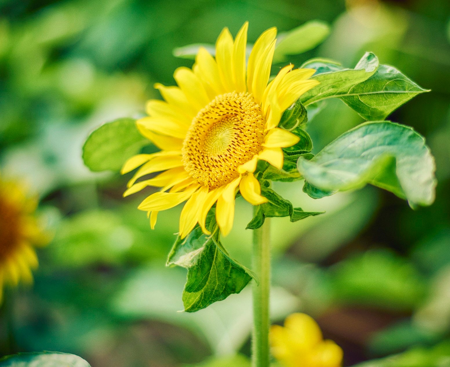 ヒマワリ・サニーキッズ