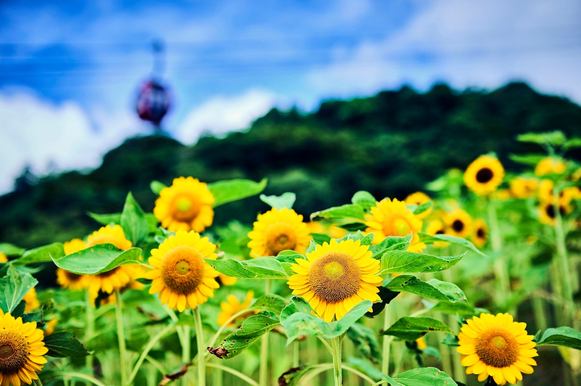 ヒマワリ・F1サンリッチフレッシュオレンジ