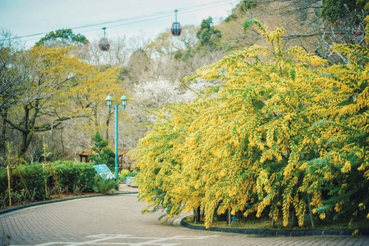 早春の人気のロケーション「ミモザのある風景」が例年より早く見ごろに。神戸布引ハーブ園に少しずつ春が訪れています。ふわふわで可愛い「ミモザ」と「神戸の街並み」を一緒に楽しめるフォトスポットは人気です。 早春の人気のロケーション「ミモザのある風景」が例年より早く見ごろに。神戸布引ハーブ園に少しずつ春が訪れています。ふわふわで可愛い「ミモザ」と「神戸の街並み」を一緒に楽しめるフォトスポットは人気です。