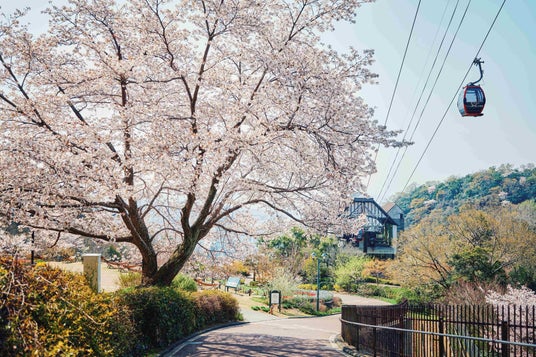 神戸の山上に登場する「山桜のある風景」。神戸布引ハーブ園の約100本の「山桜」が間もなく見ごろを迎えます。「彩るガーデン」「神戸の景色」が織りなすエレガントなロケーションでお花見をお楽しみいただけます 神戸の山上に登場する「山桜のある風景」。神戸布引ハーブ園の約100本の「山桜」が間もなく見ごろを迎えます。「彩るガーデン」「神戸の景色」が織りなすエレガントなロケーションでお花見をお楽しみいただけます