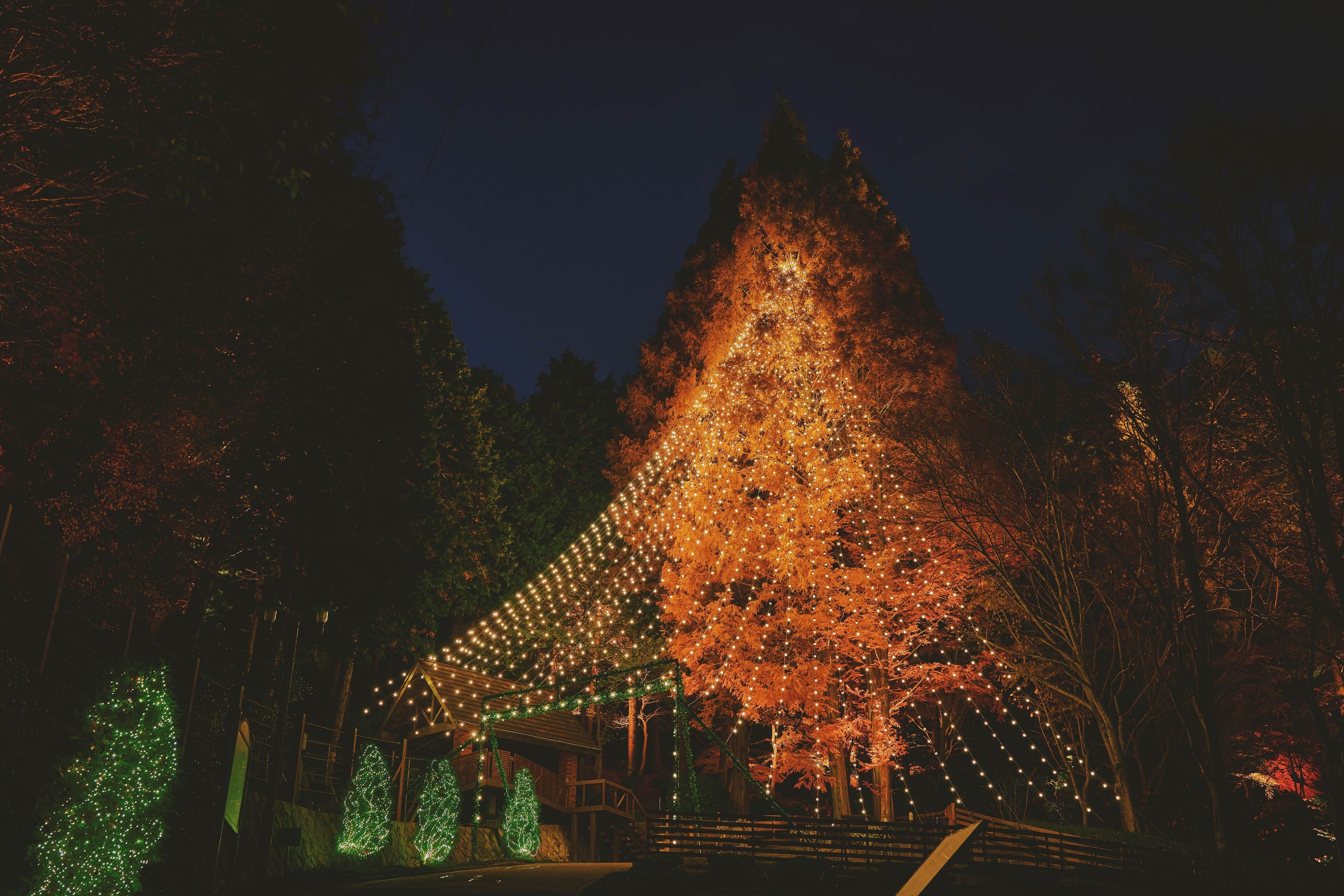 神戸クリスマスマーケット2026のシンボルツリー「森のクリスマスツリー（高さ25m)」の点灯セレモニーを11/7（土）に開催。煌びやかな「古城のクリスマス（展望広場全域）」の点灯セレモニーも同日開催。