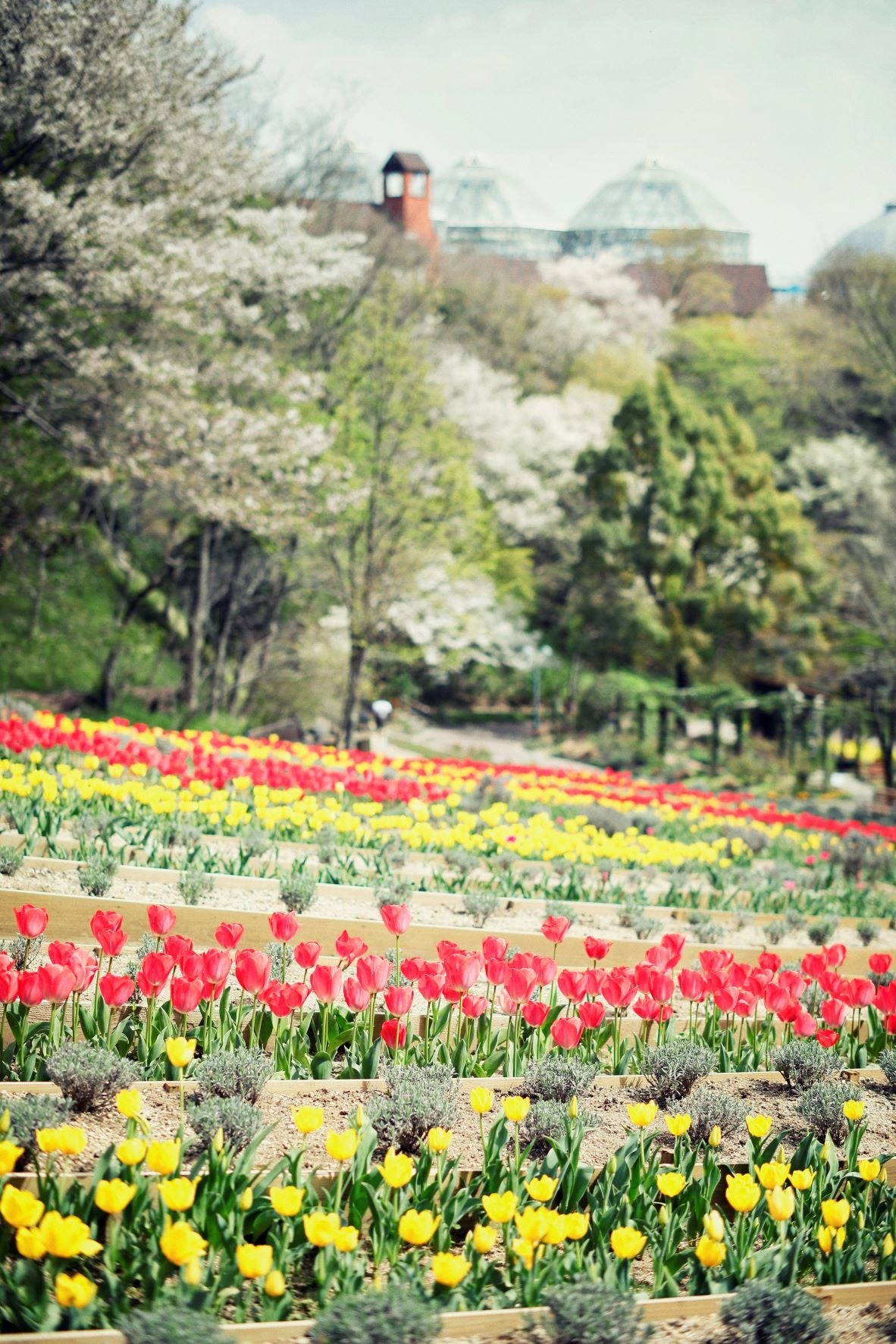 チューリップのある風景