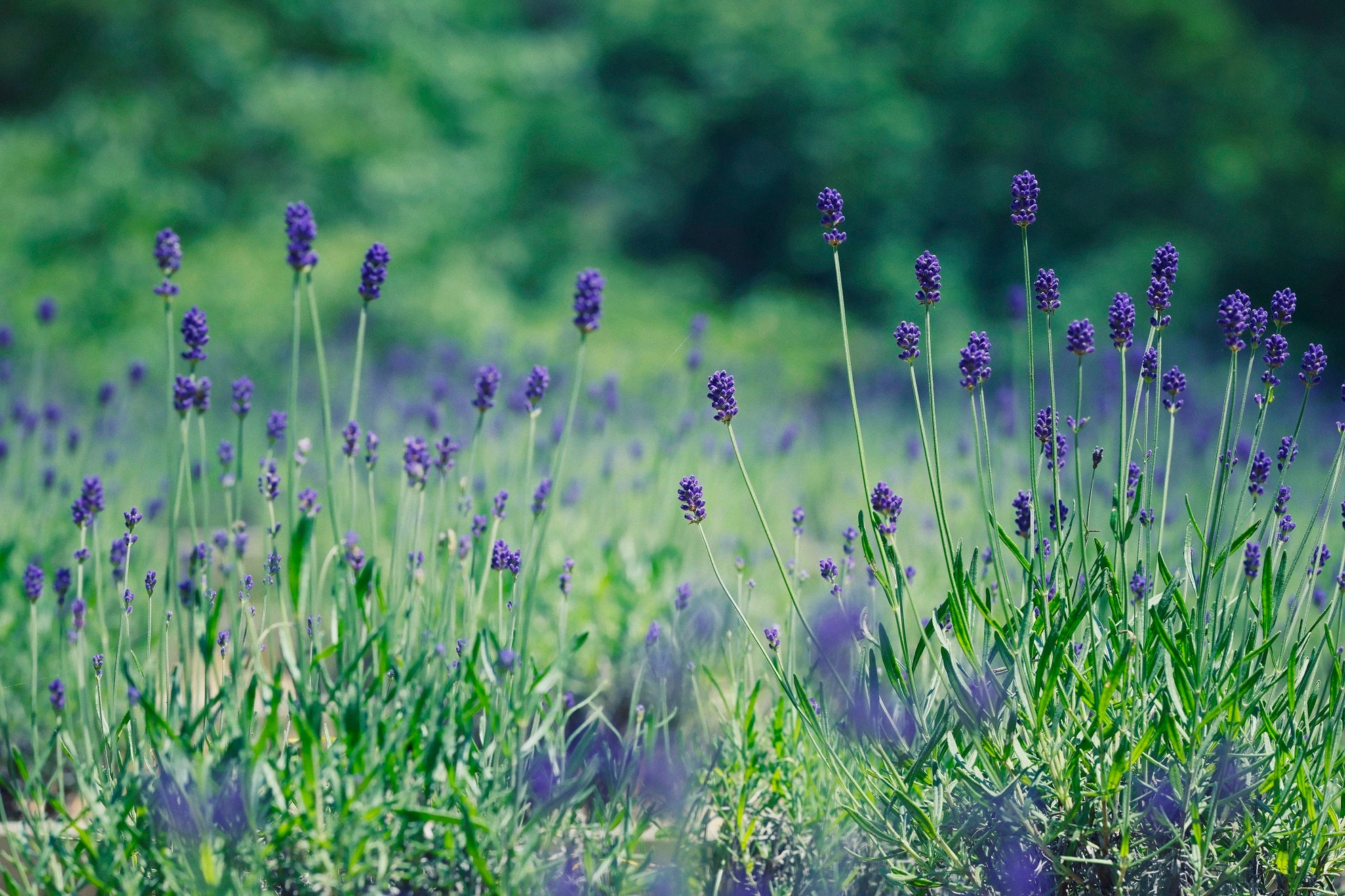 ラベンダー　ラベンダー園