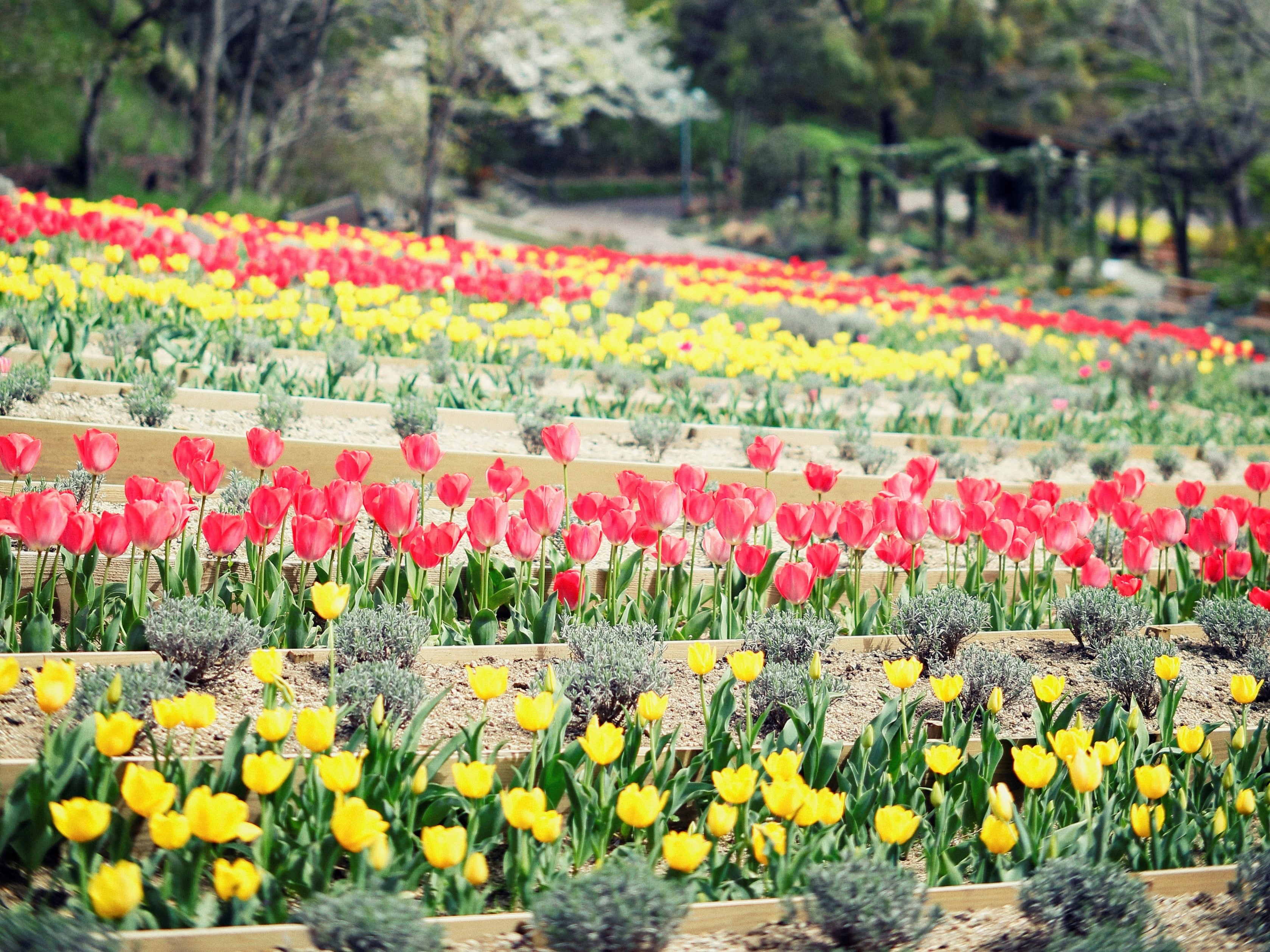 チューリップ　ラベンダー園、四季の庭