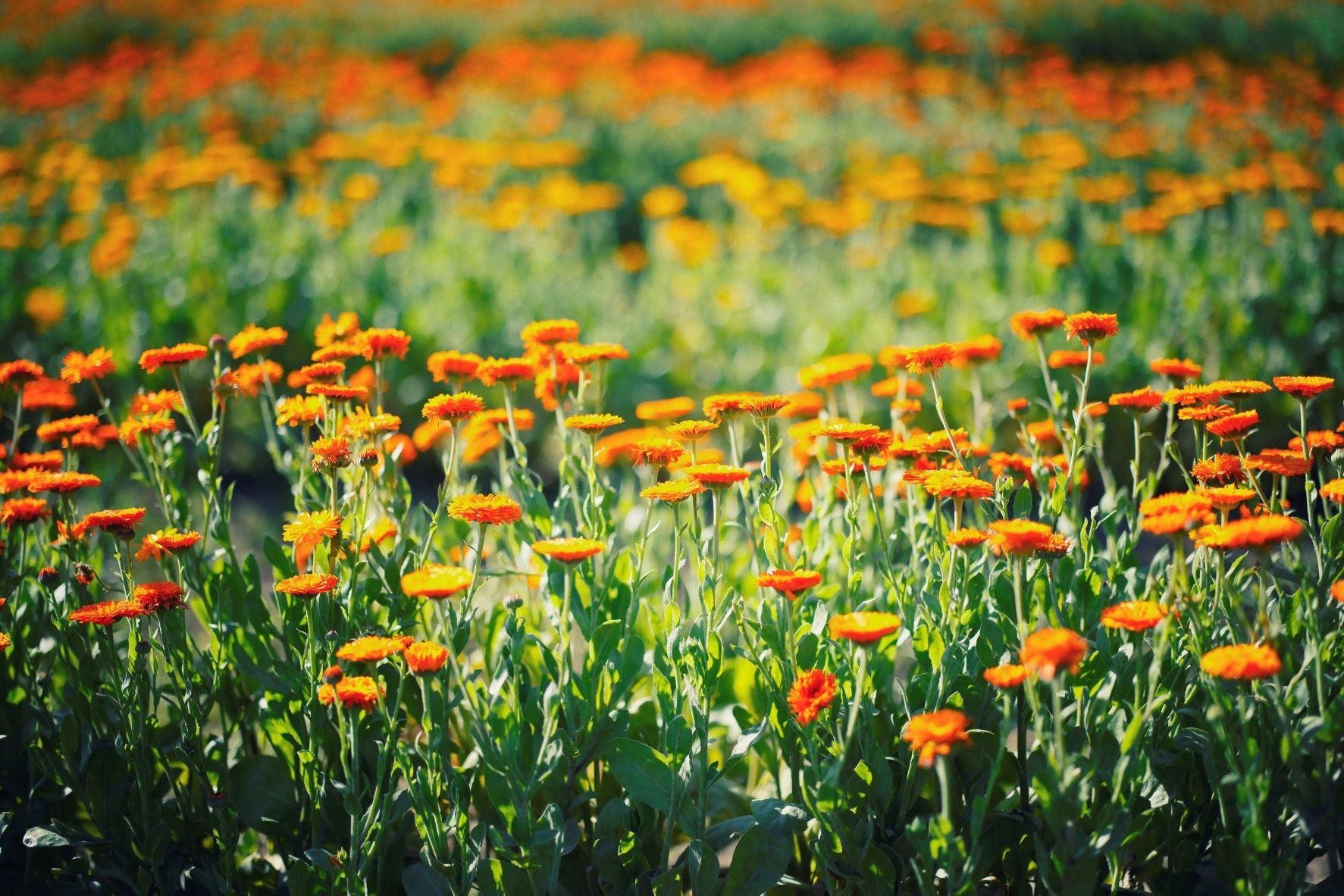 ポットマリーゴールド　風の丘フラワー園