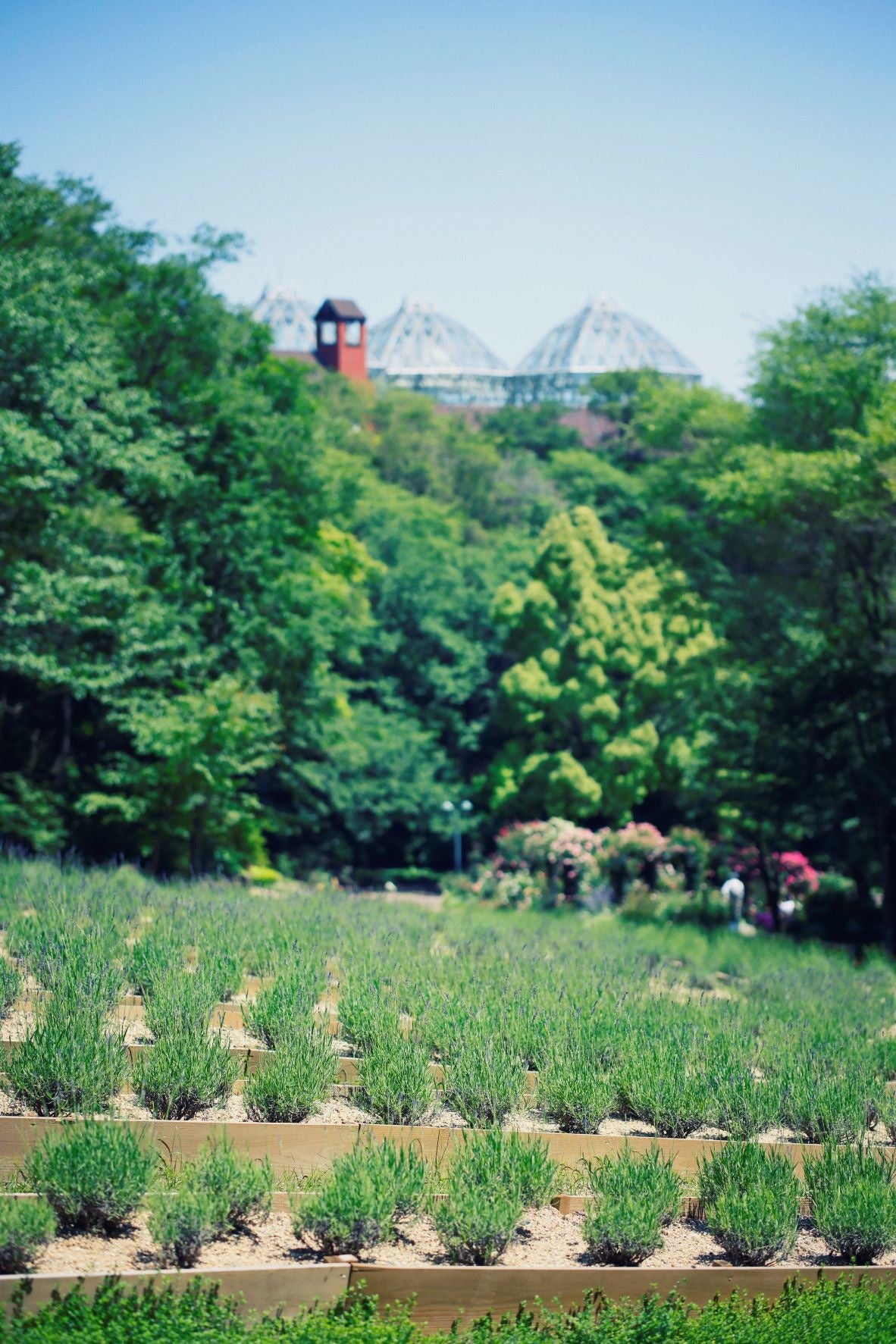 ラベンダー　ラベンダー園