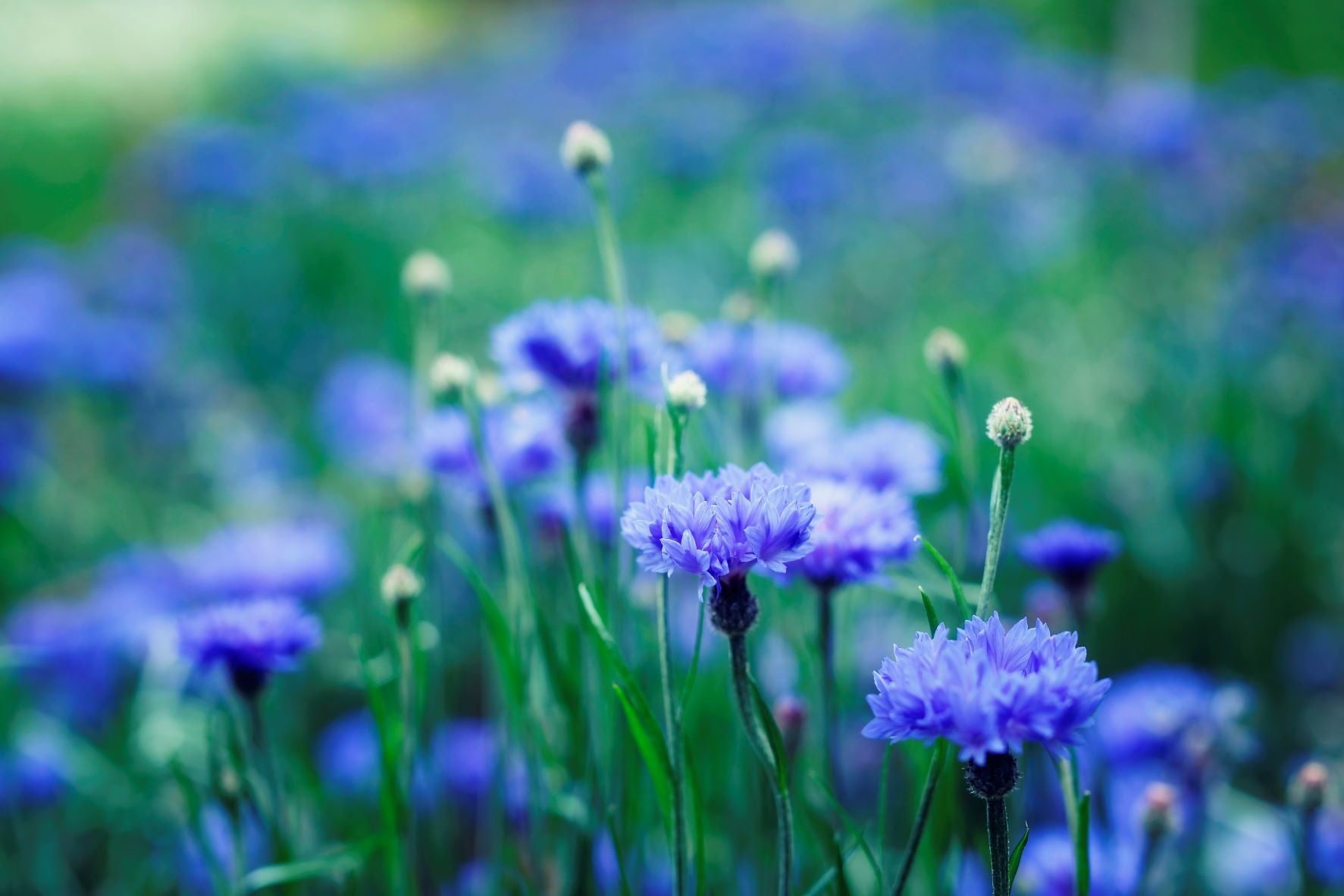 コーンフラワー　四季の庭