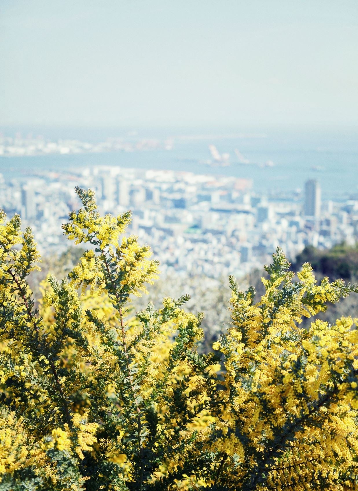 ミモザと神戸の街並み