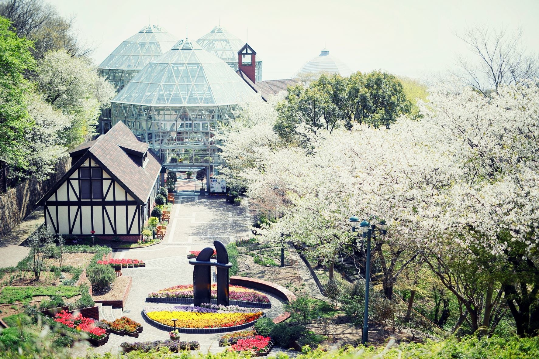 山桜　園内各所