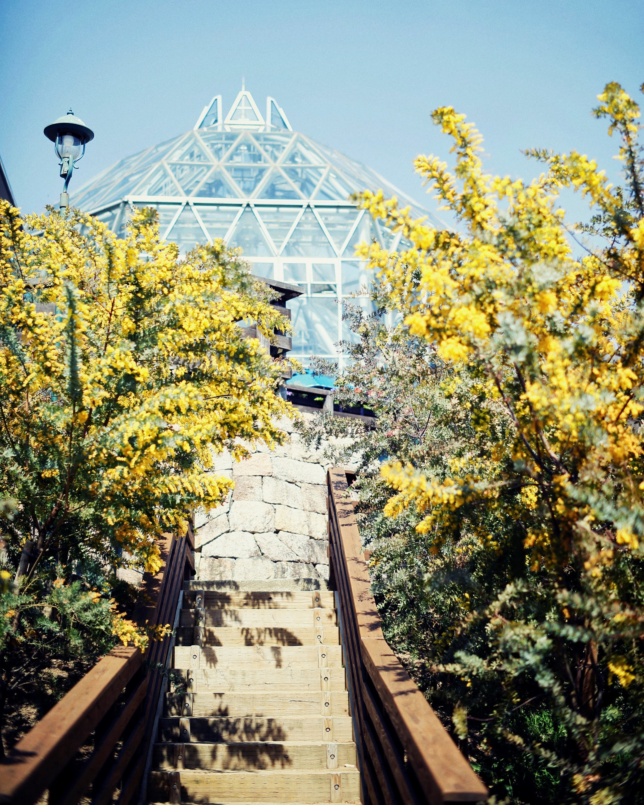 春爛漫　瀬戸内ミモザとアネモネを紡いだ春を呼ぶ　ハーフ　リース　ドライフラワー SALE 春の訪れ2025☆ミモザ三日月リース☆ミモザリース ドライ