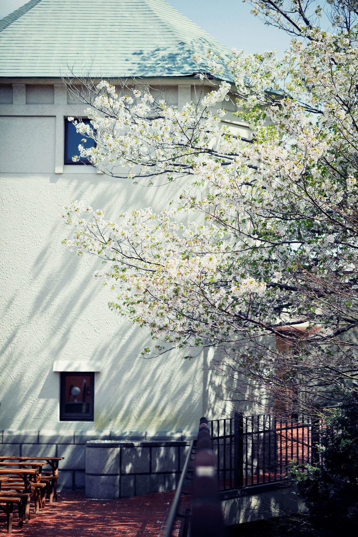 山桜とホール（森のホール）