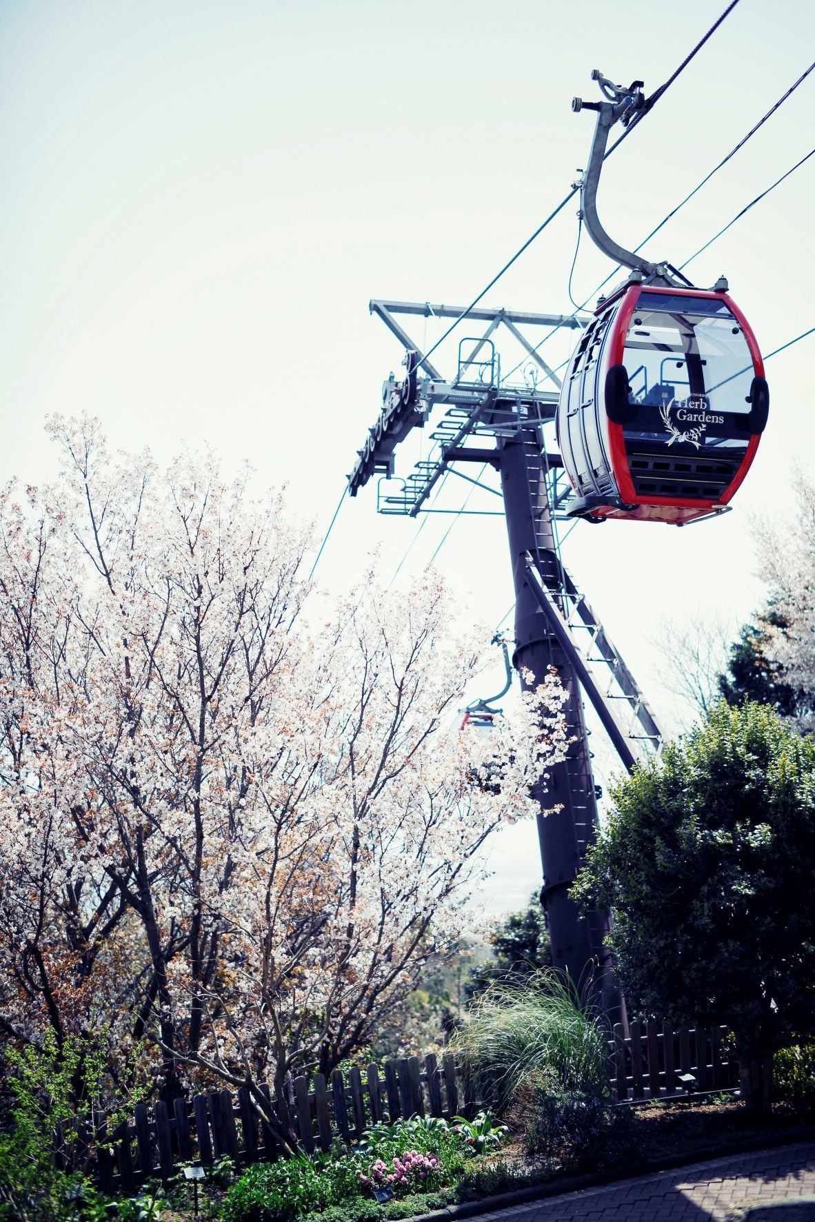 山桜とロープウェイ（展望プラザ）