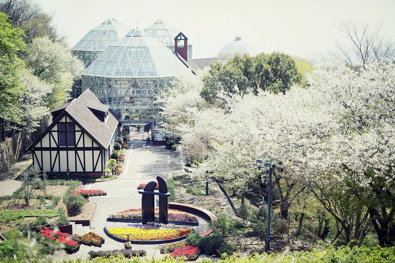 神戸の街並みと山桜（グラスハウス）