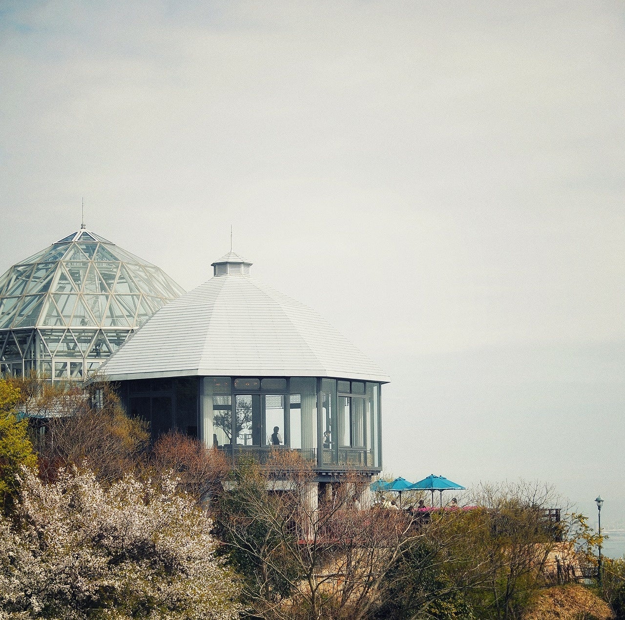ザ・ヴェランダ神戸と山桜