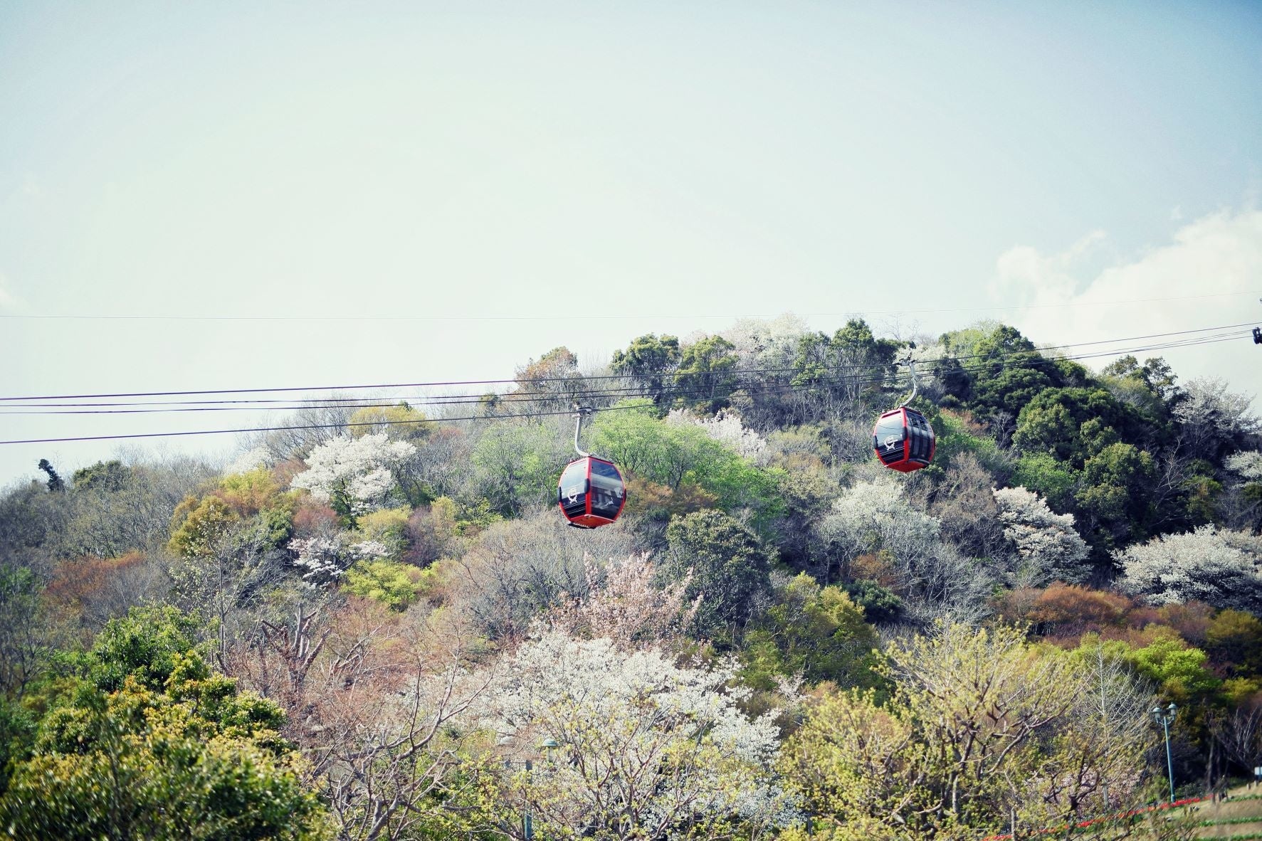 山桜とロープウェイ２