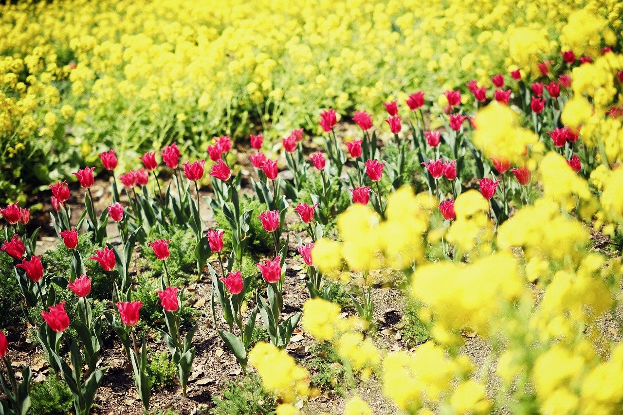 ハナナ（4月中旬まで）、チューリップ（3月下旬-4月下旬）