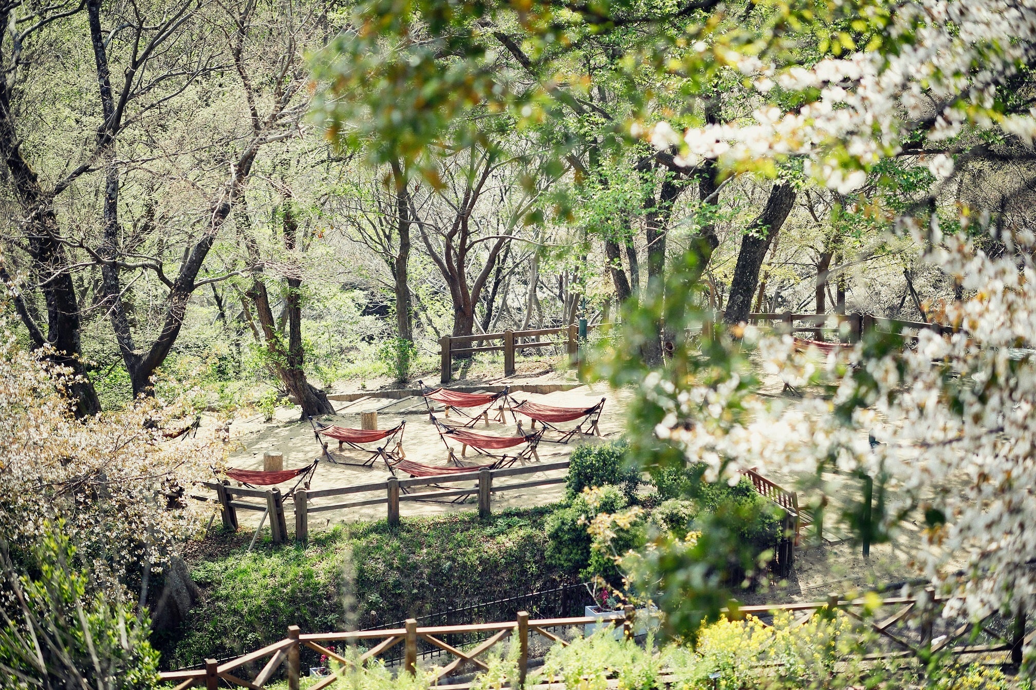 山桜×ハンモック