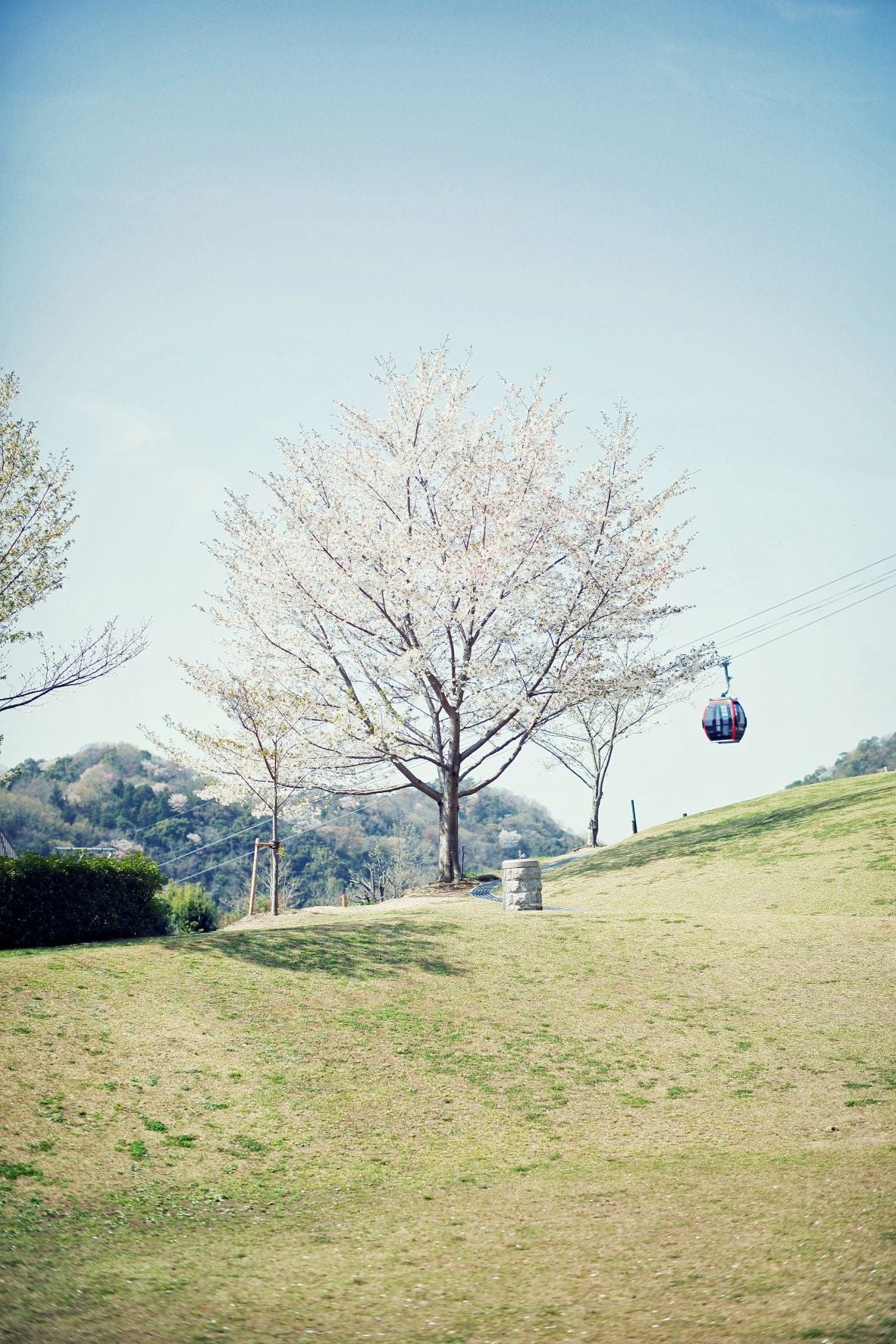 山桜と芝生広場（風の丘芝生広場）
