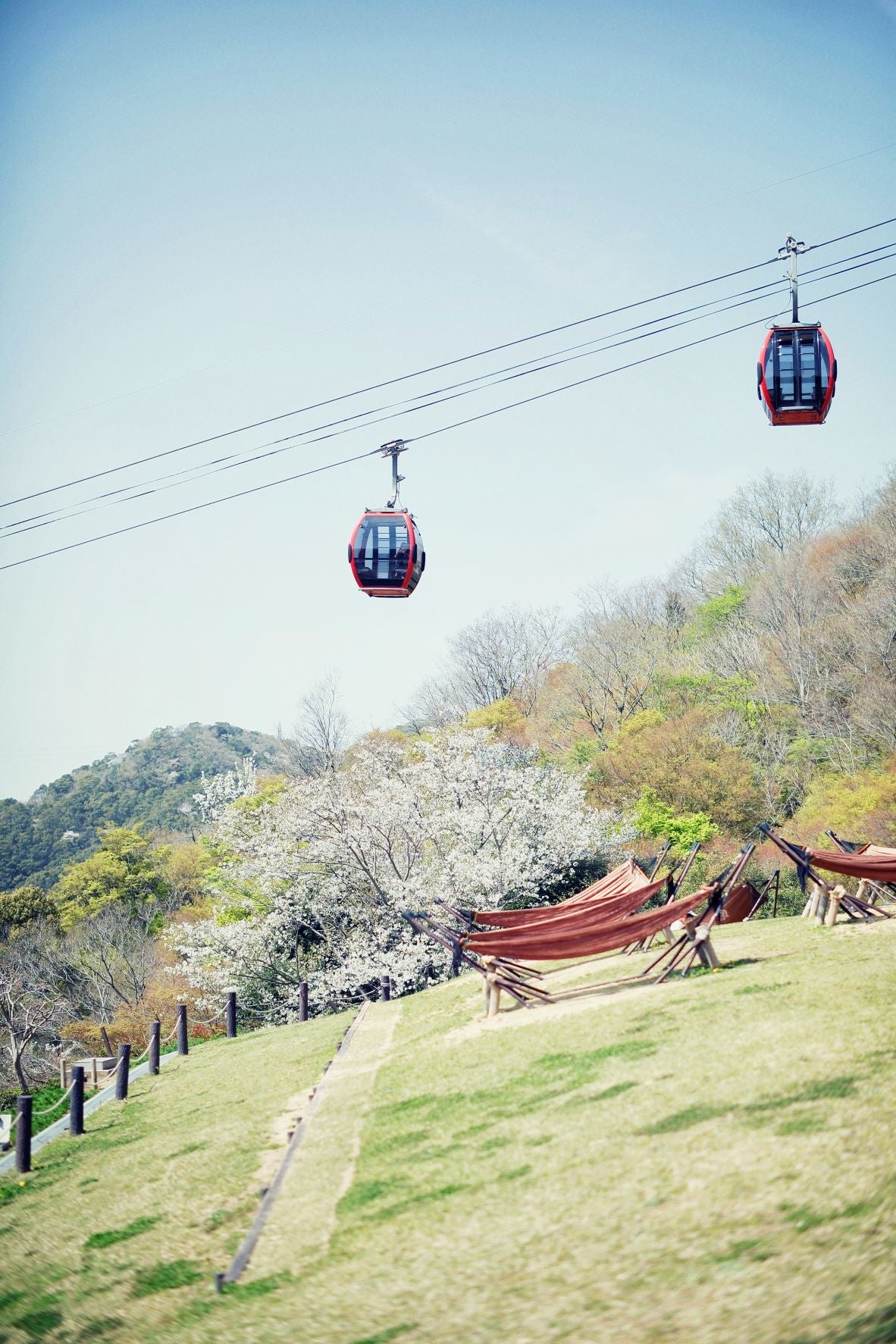 山桜と芝生広場２（風の丘芝生広場）