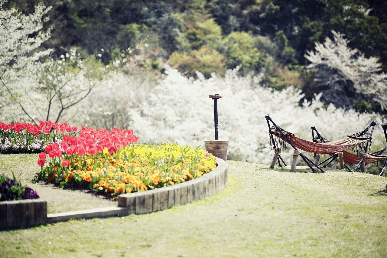 山桜×ハンモック