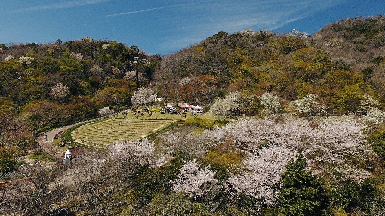 風の丘芝生広場周辺山桜