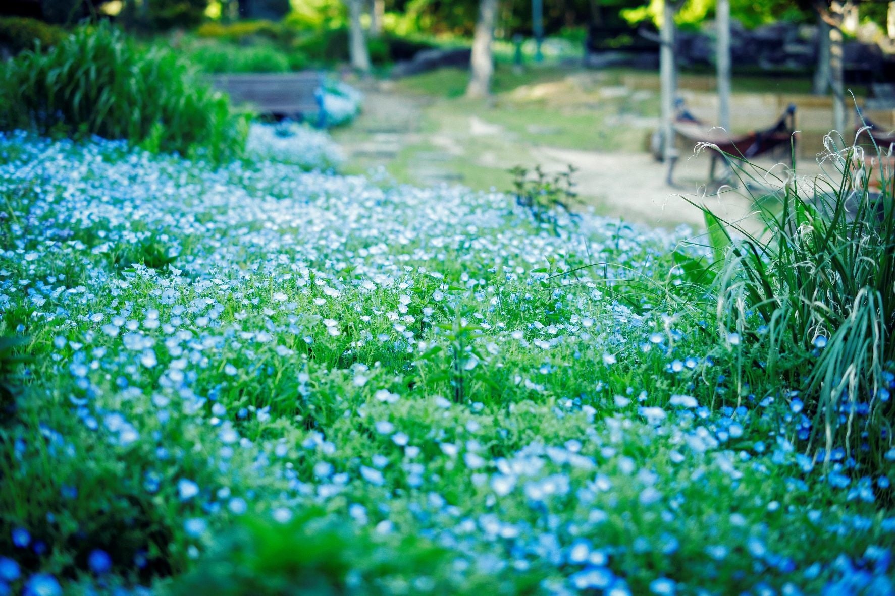ネモフィラ　5月下旬まで