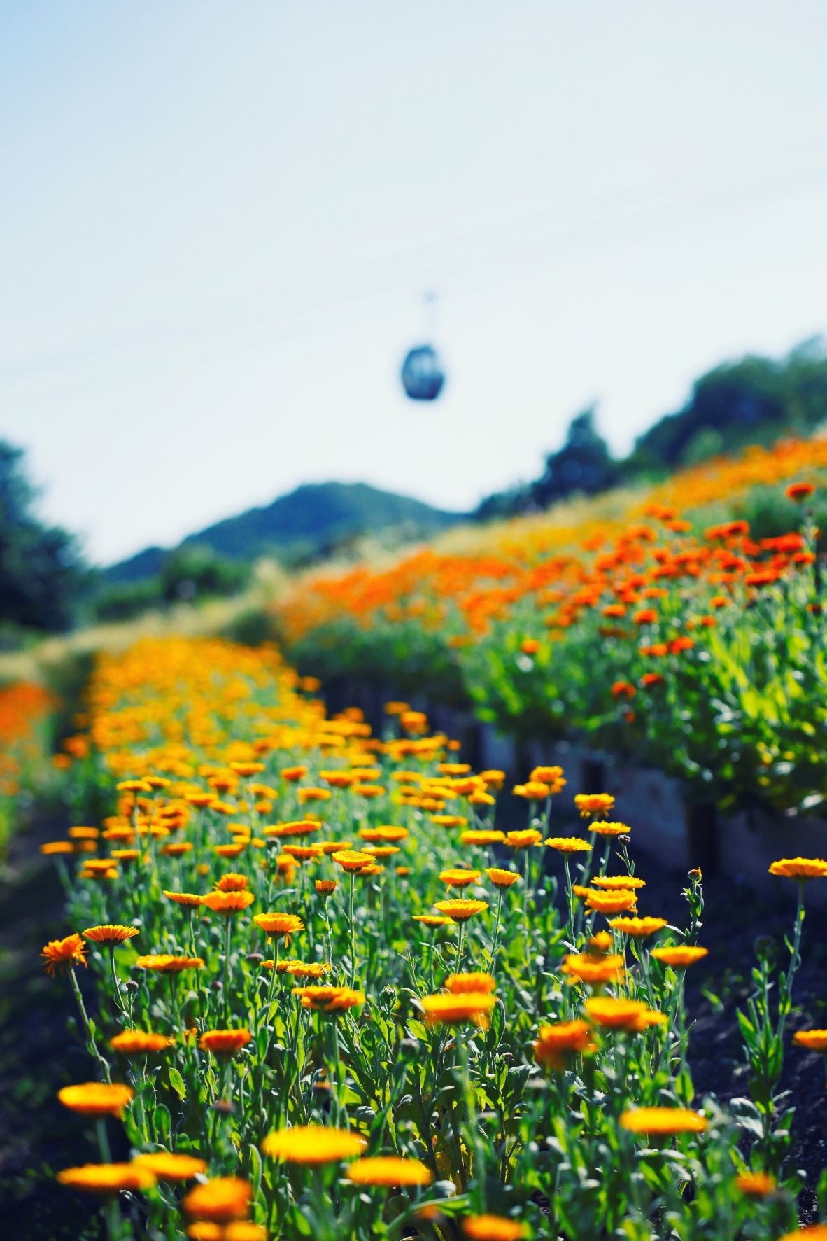 ポットマリーゴールド　6月上旬まで